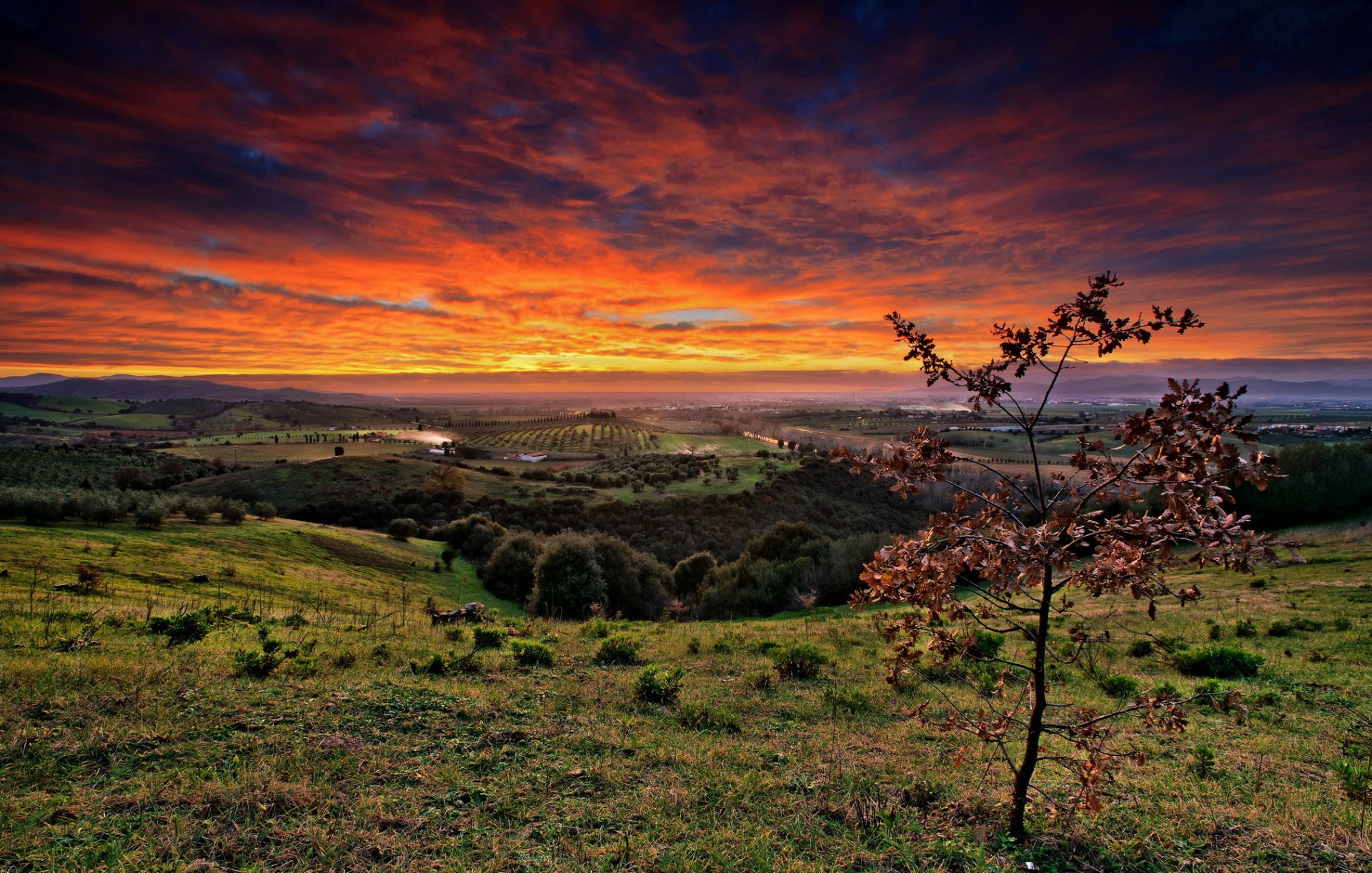 champs arbres arbre ciel nuages coucher de soleil lueur