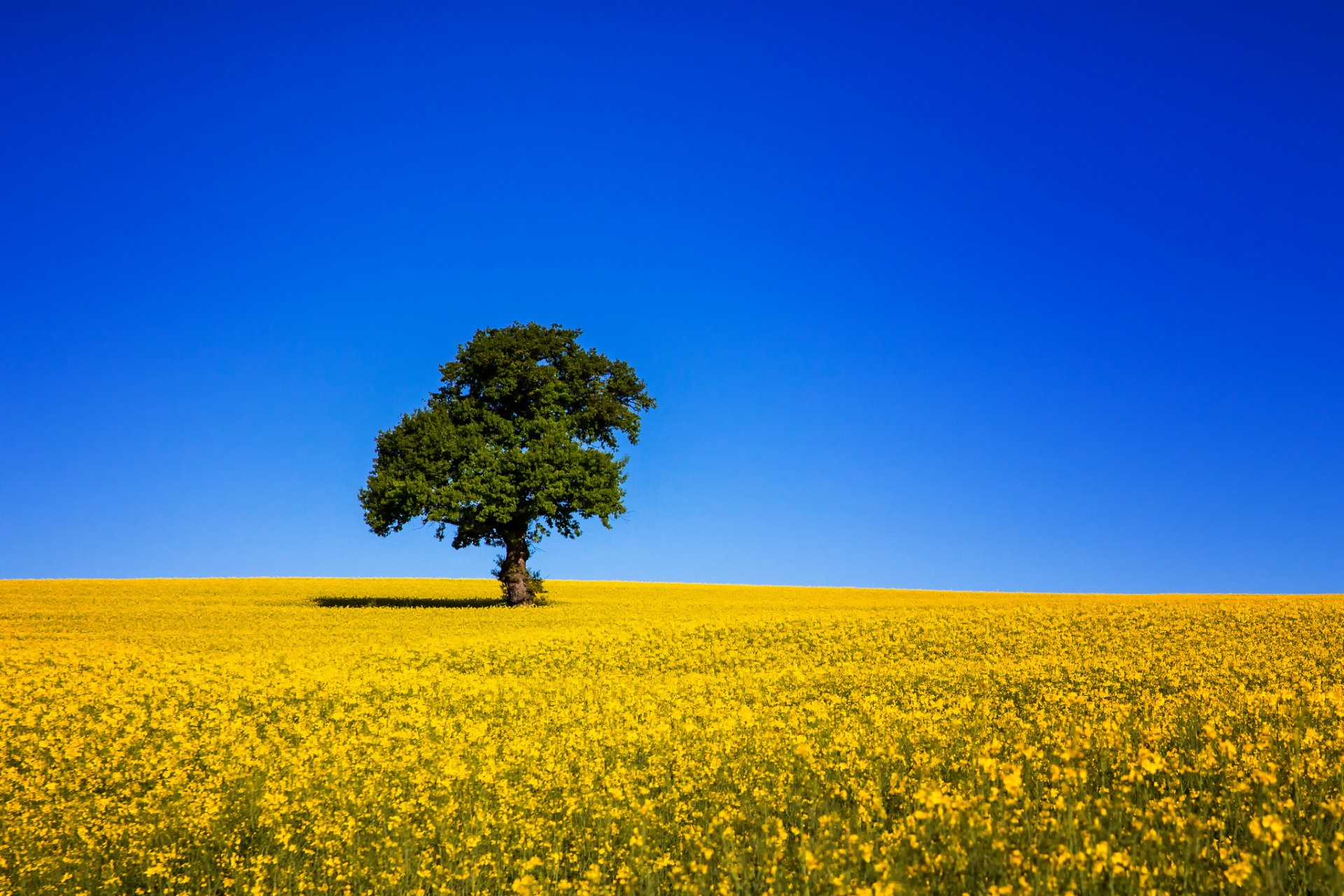 the field rapeseed tree sky blue