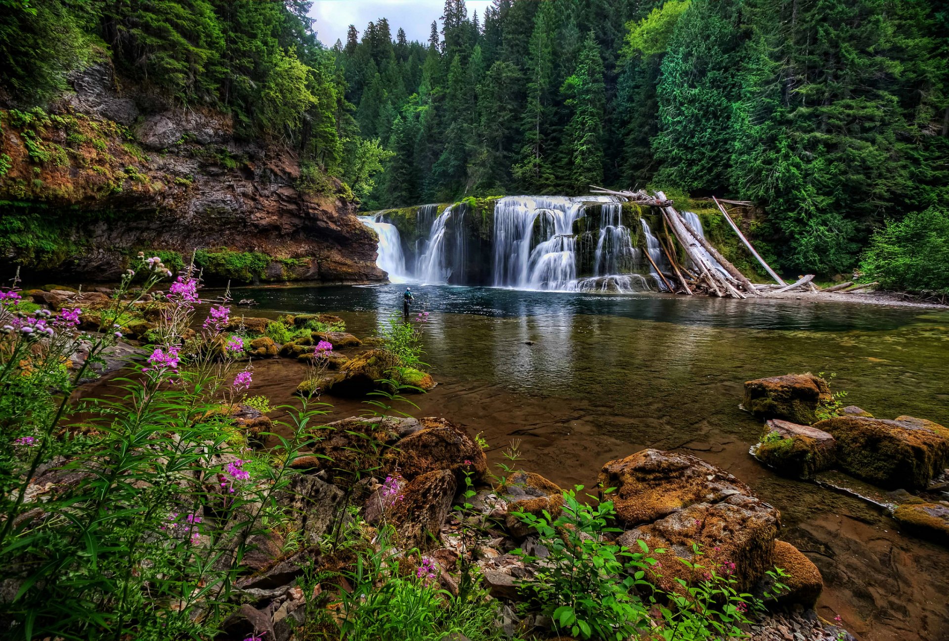 basso fiume lewis falls fiume lewis washington stato di washington cascata foresta pietre fiori