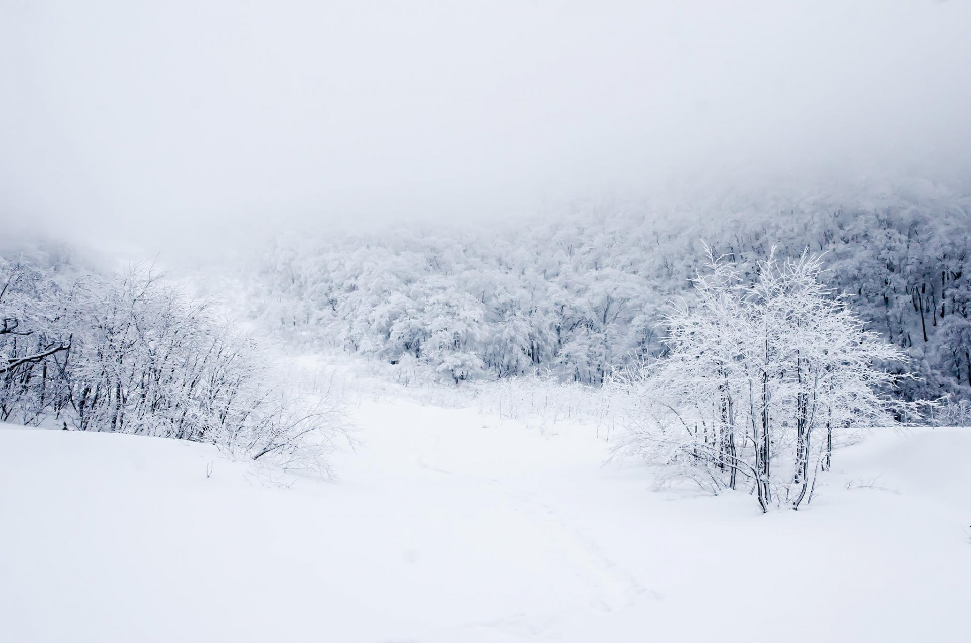 forêt hiver neige