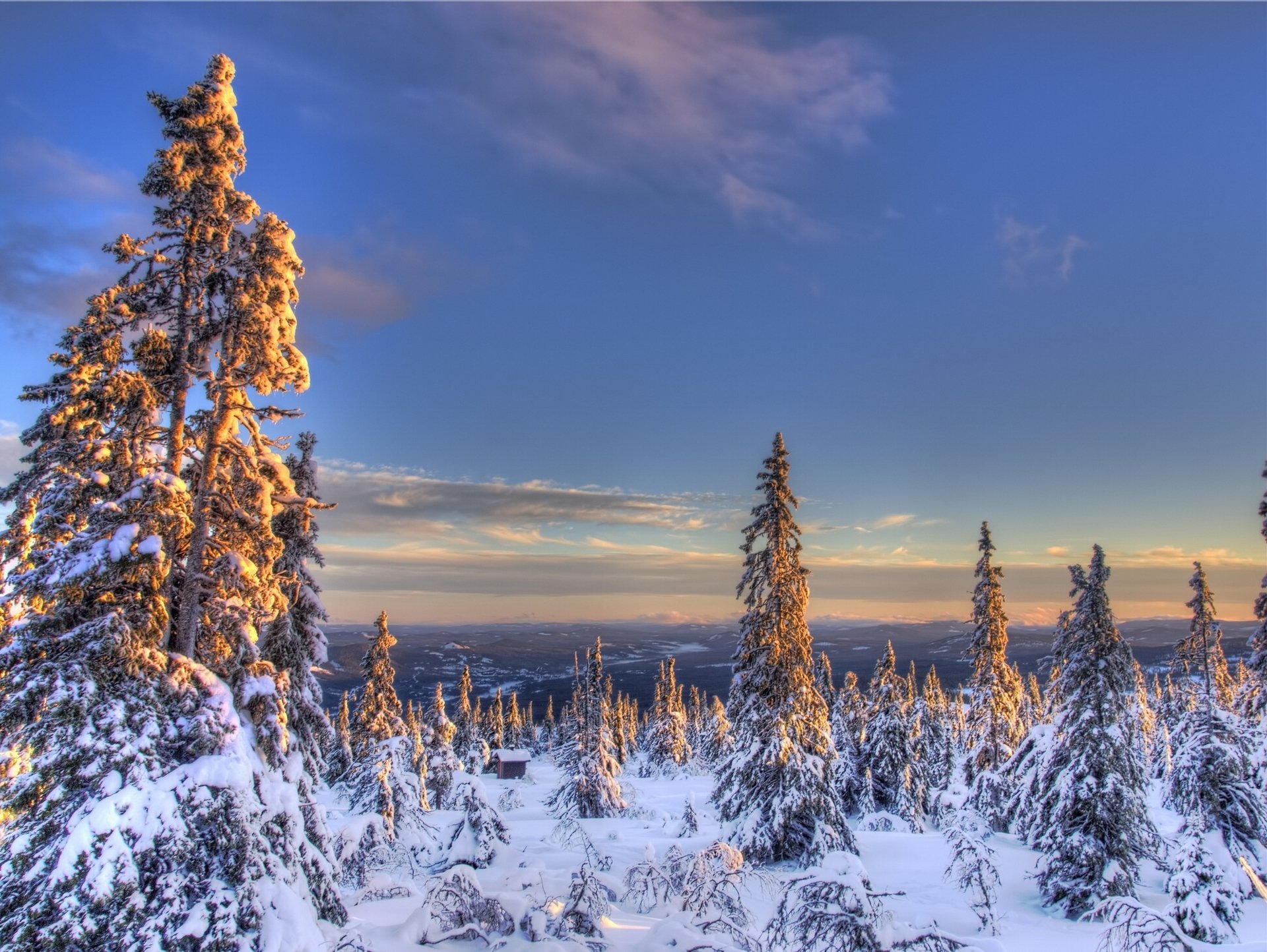 norway winter spruce snow