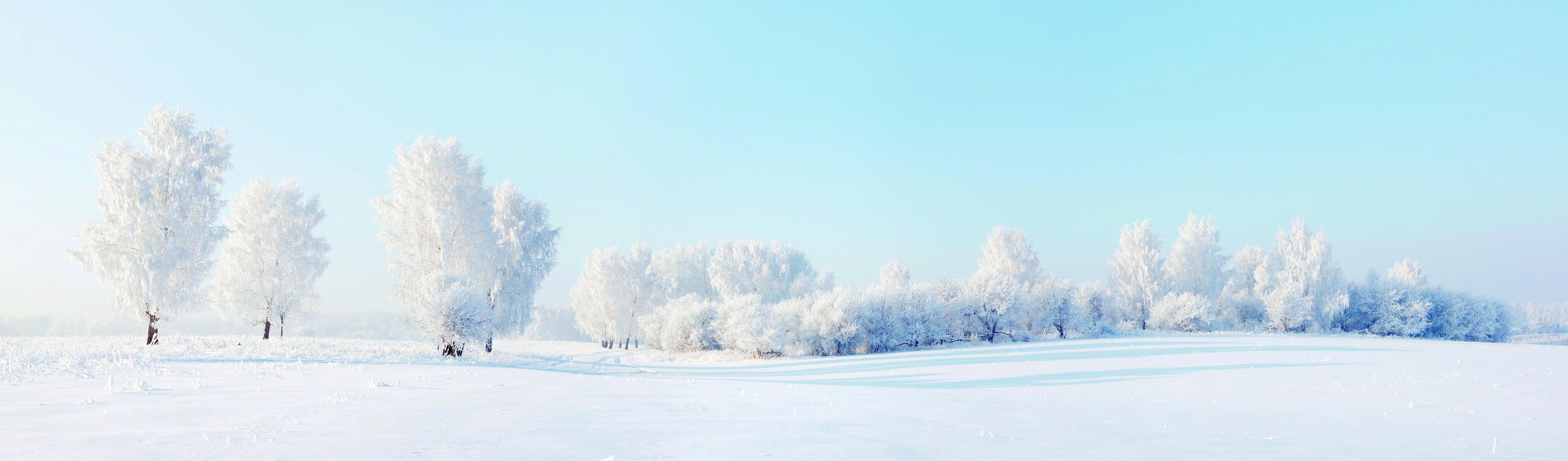 las zima śnieg