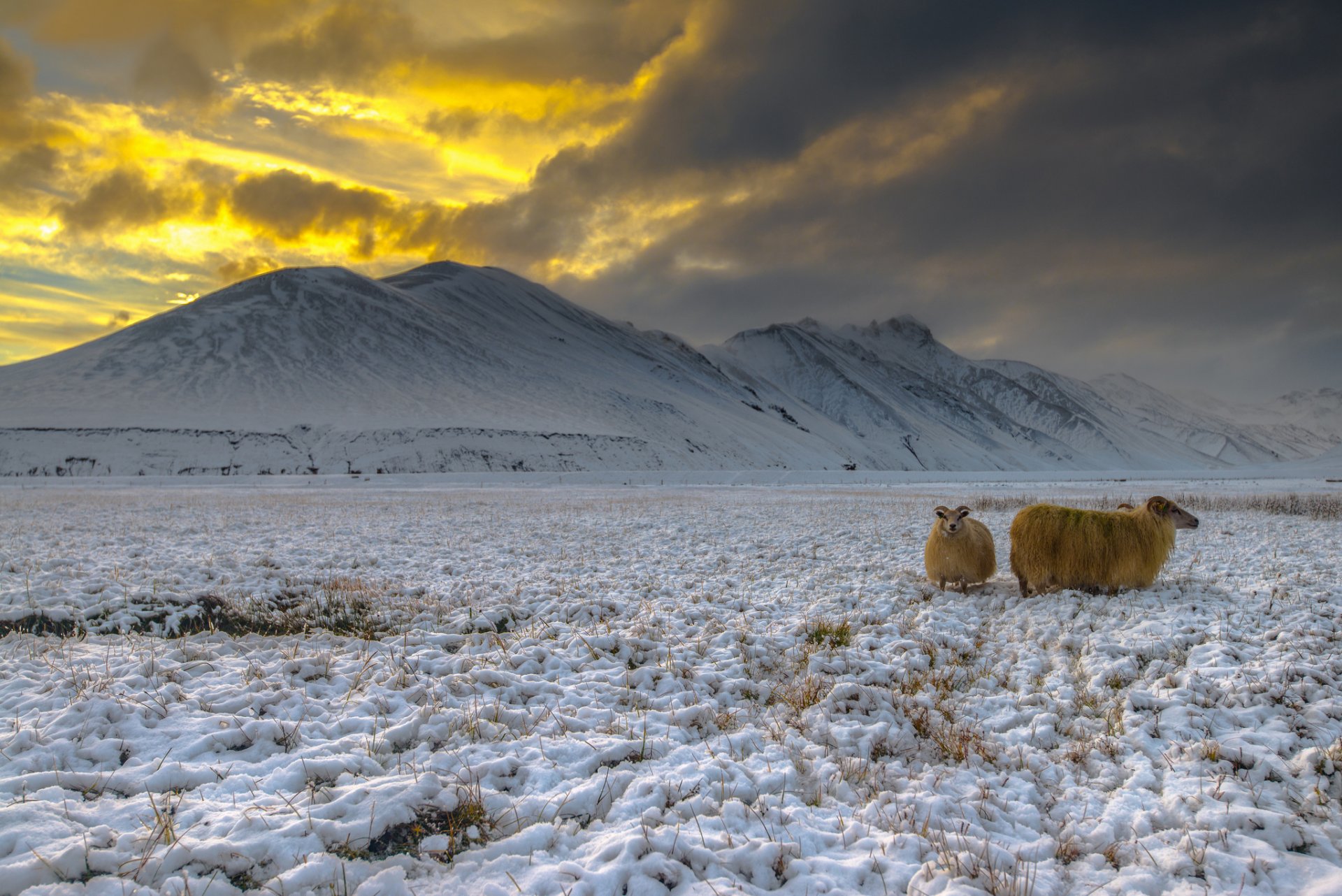 island hochland landmannaleigar schnee ziegen