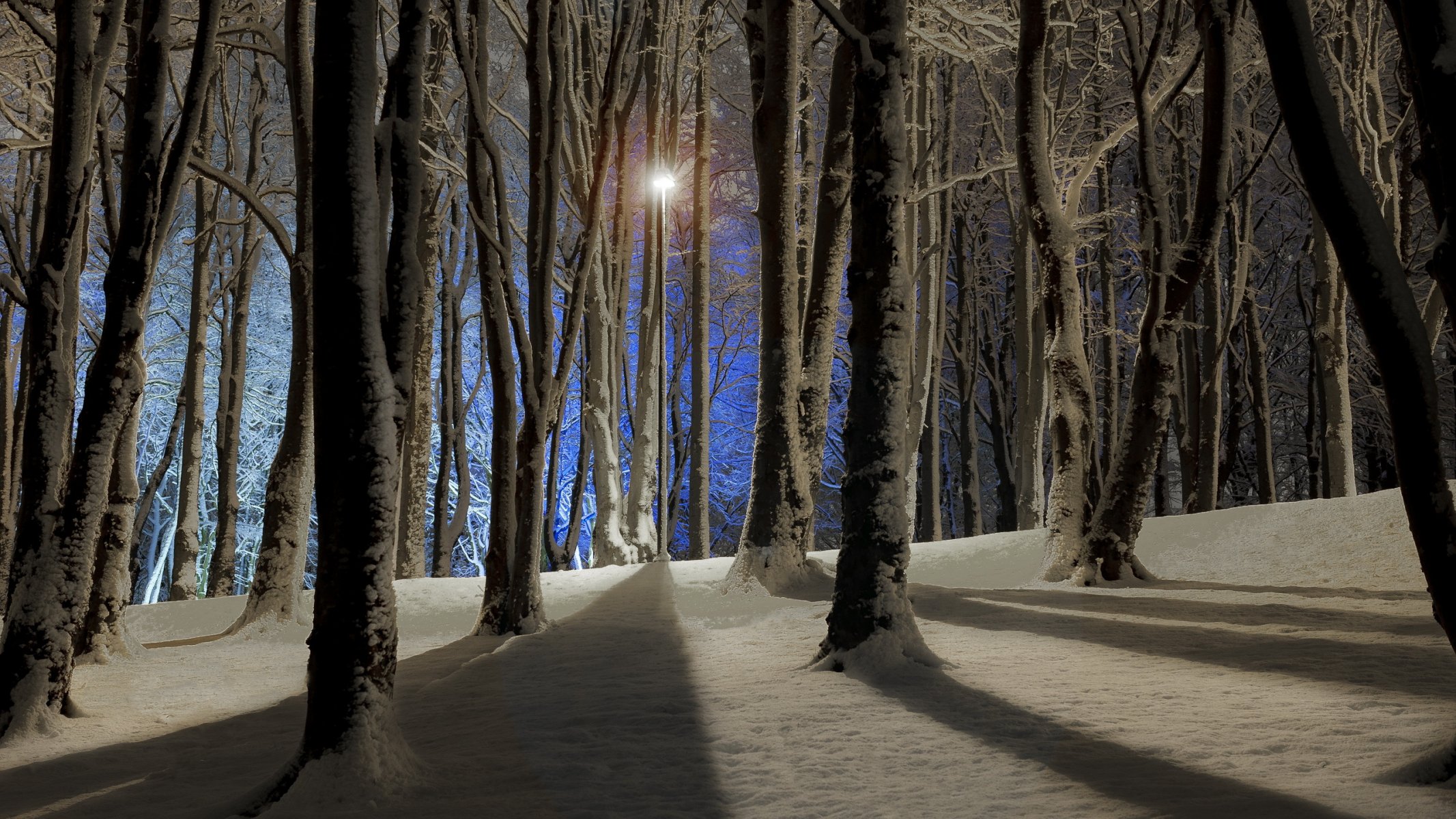 bäume winter nacht