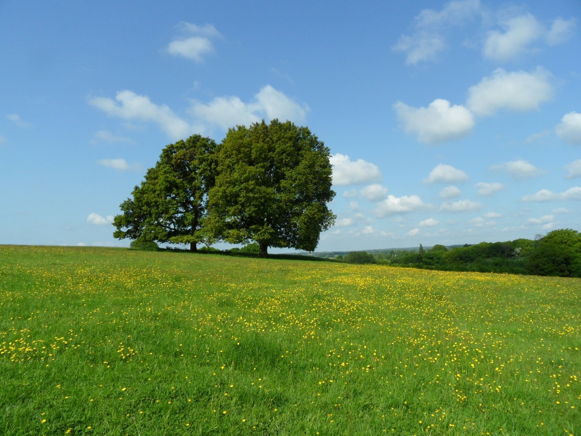 pradera árboles flores nubes