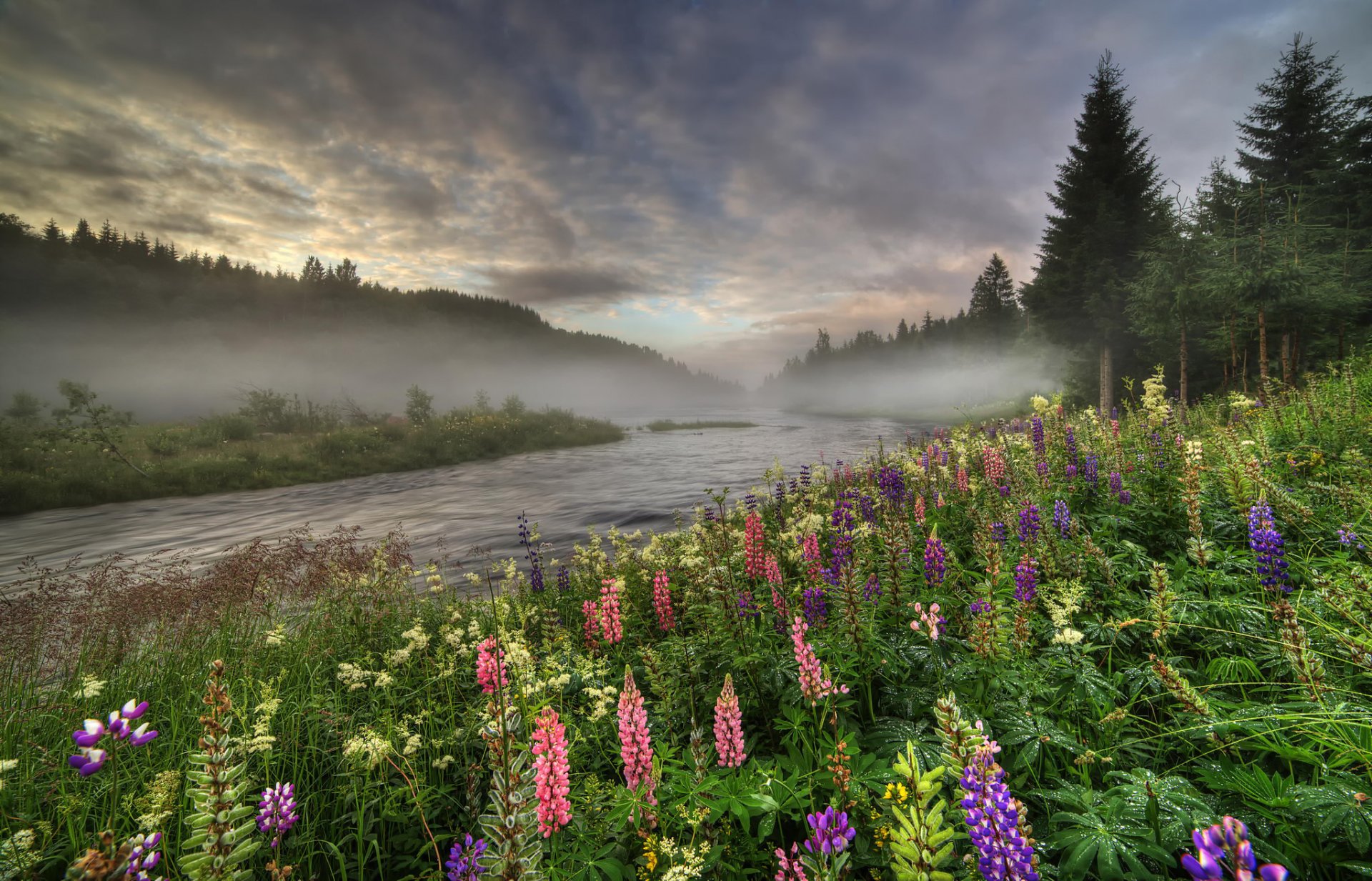 norwegen wald fluss bäume nebel lupinen blumen sommer