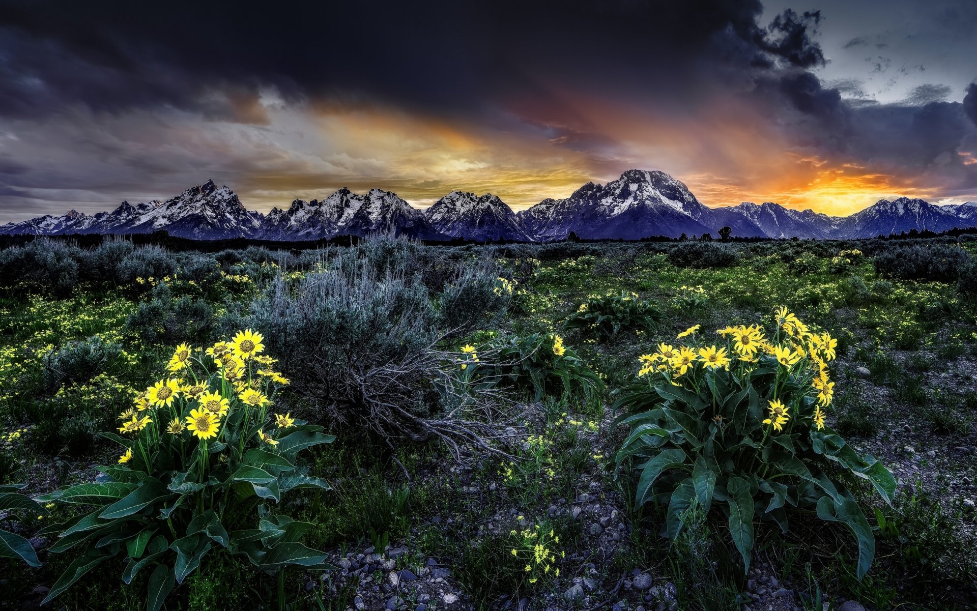 rocky mountains grand teton national park wyoming grand teton wiese blumen balsamoriza sonnenaufgang sonnenaufgang