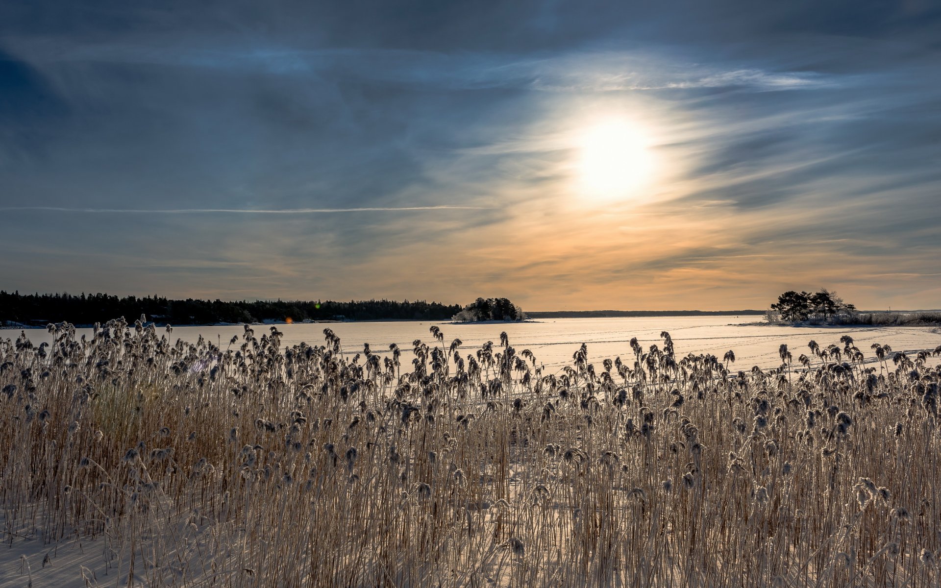 mattina inverno lago canne