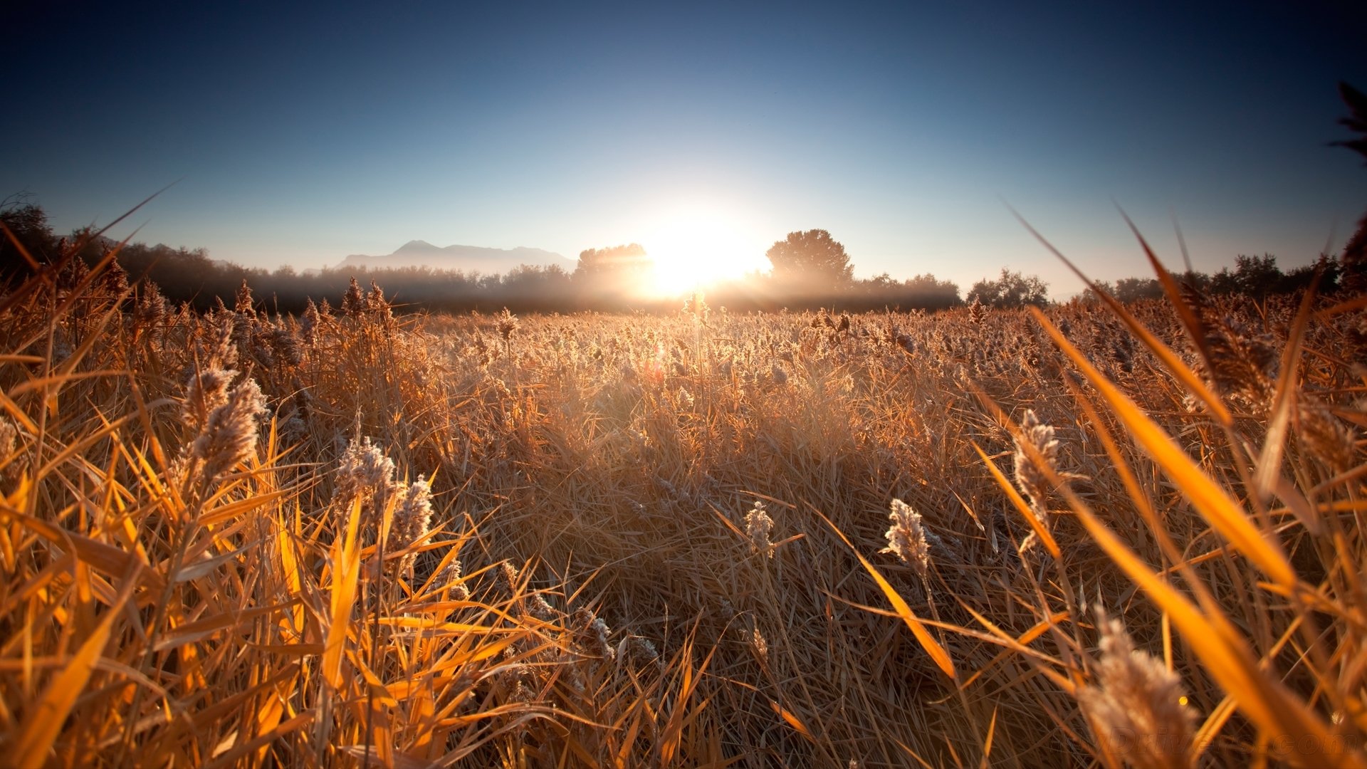 unrise morning reeds forest fog mountain hills sun