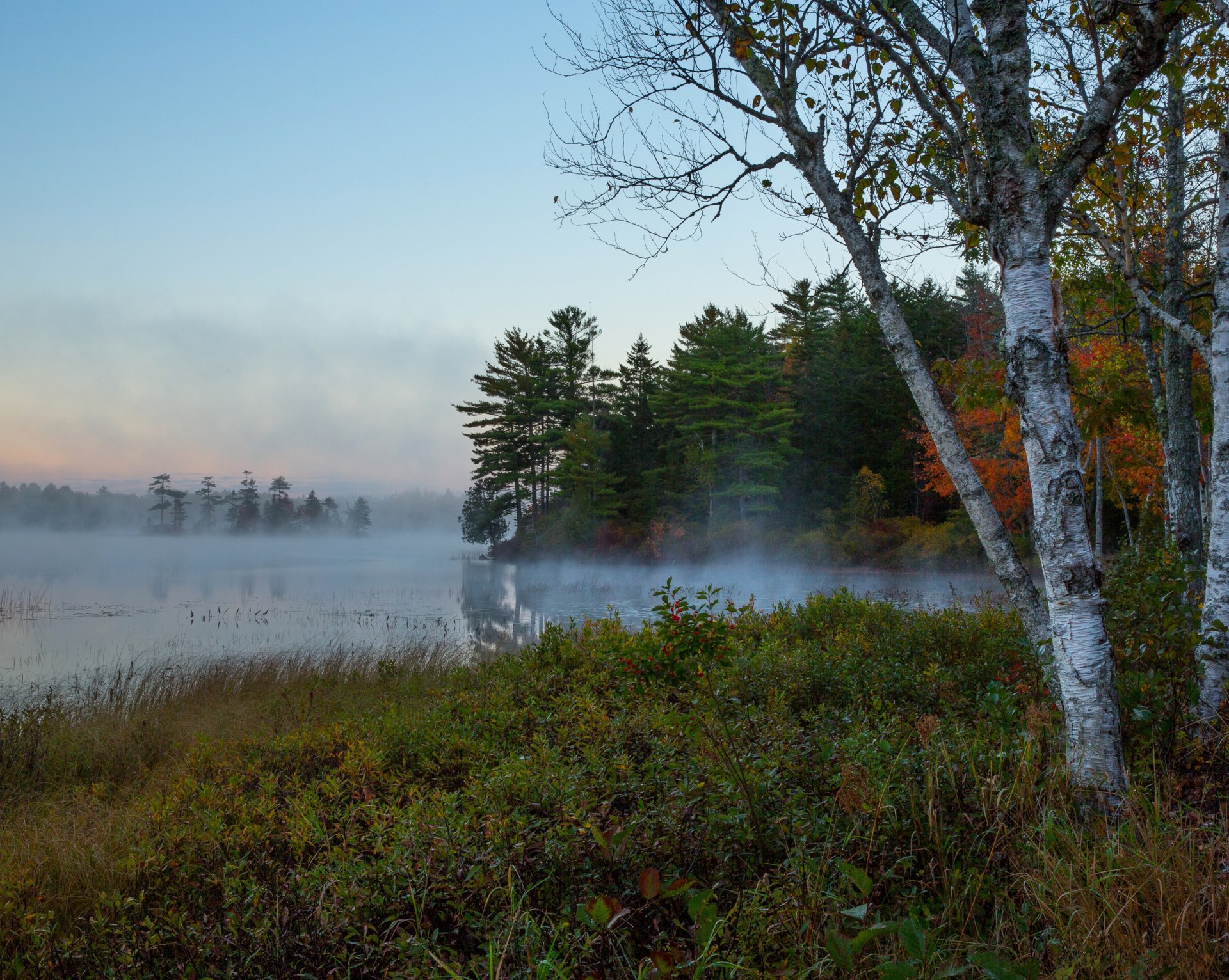 naturaleza niebla mañana río bosque abedul árboles otoño cielo