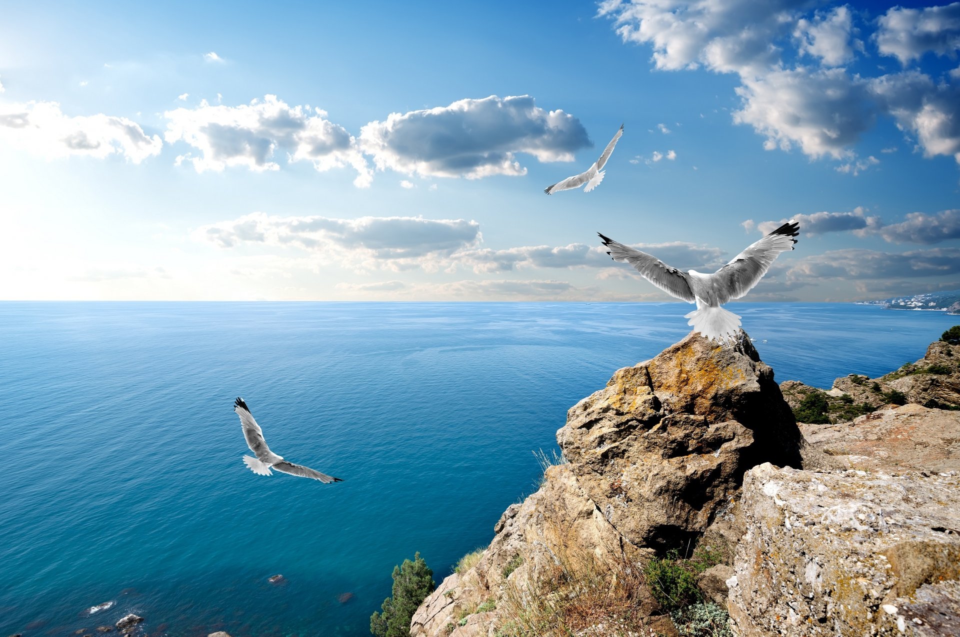 crimea gabbiani rocce nuvole