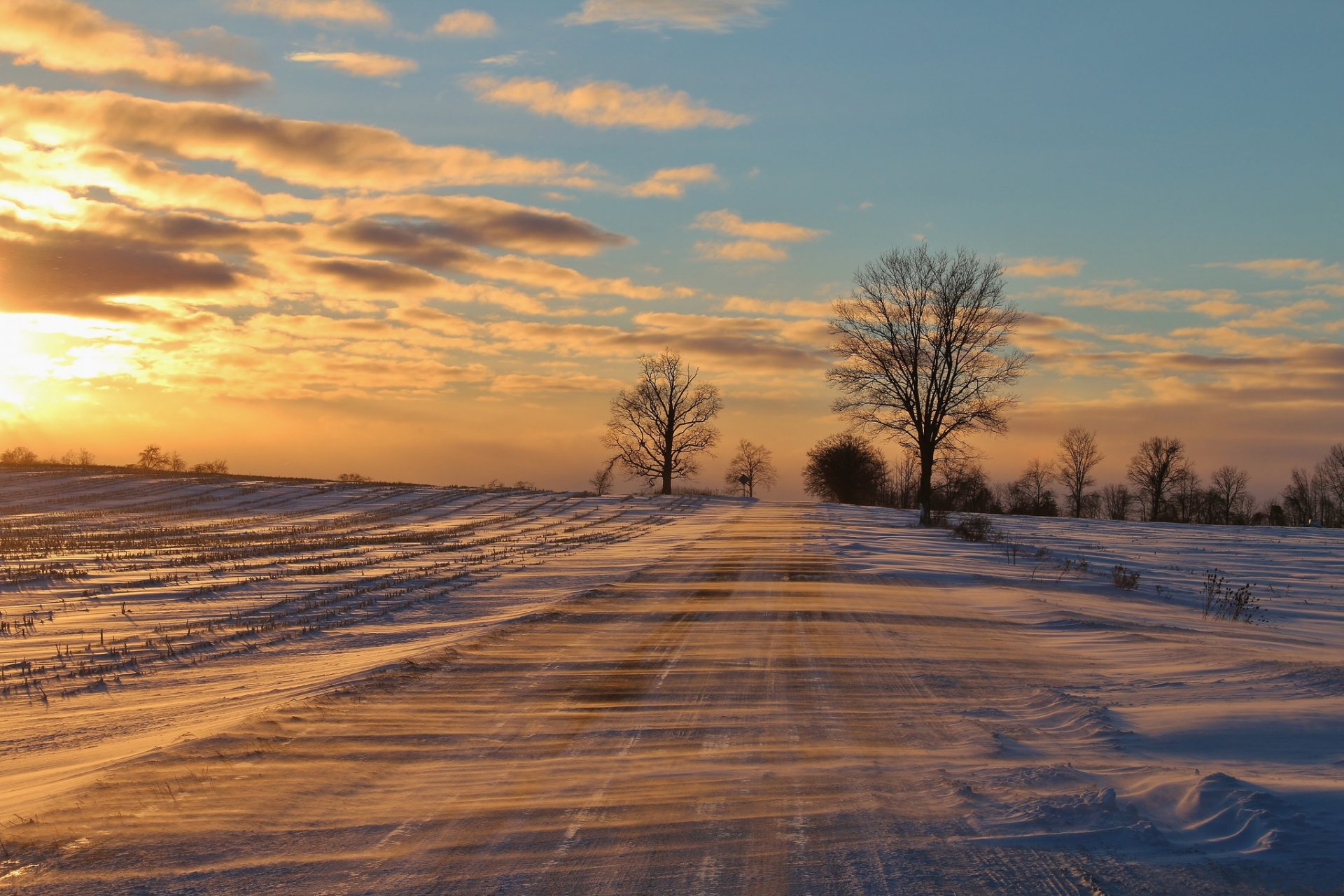 inverno neve strada alberi concime freddo gelo