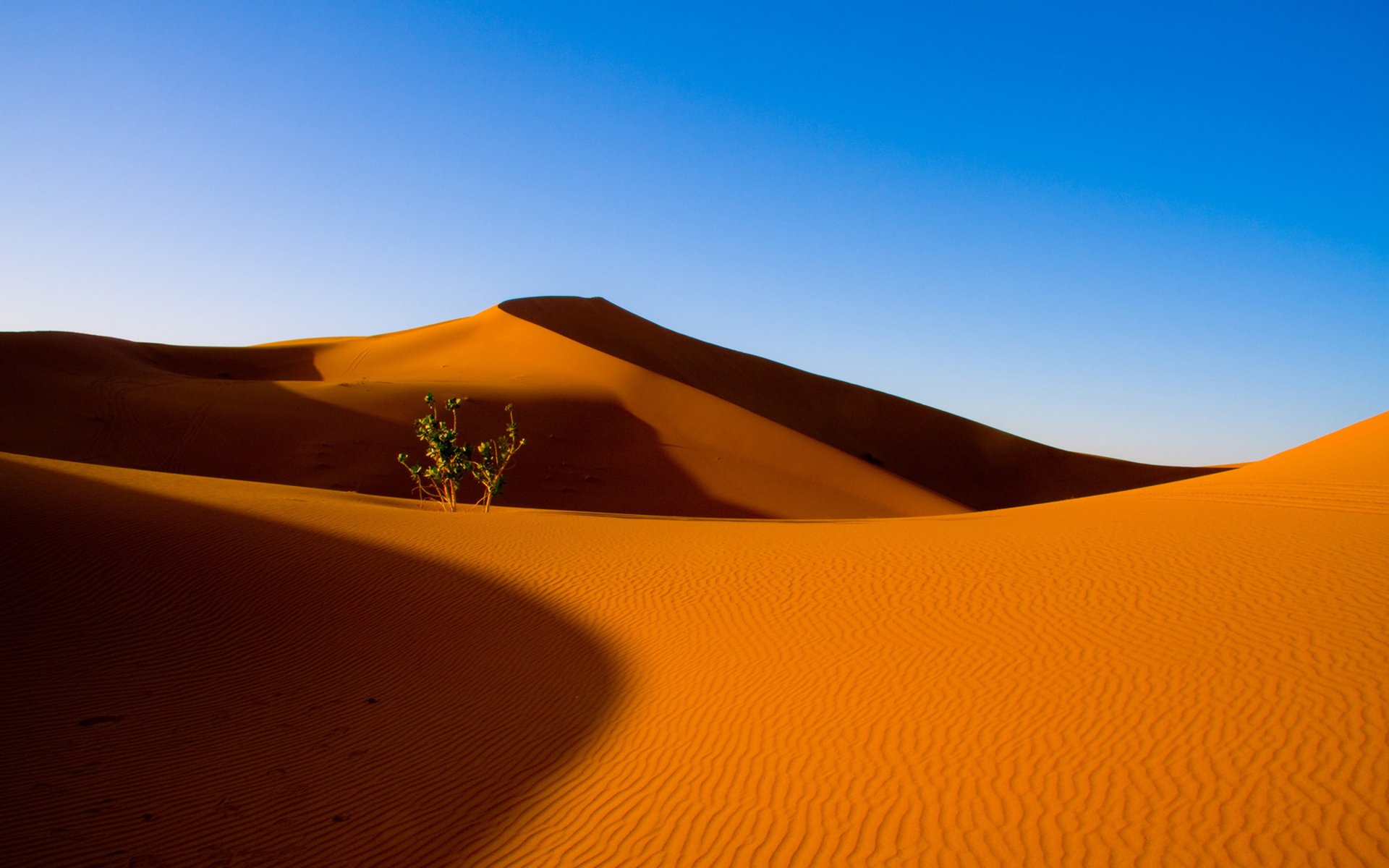 wüste sand samt busch himmel