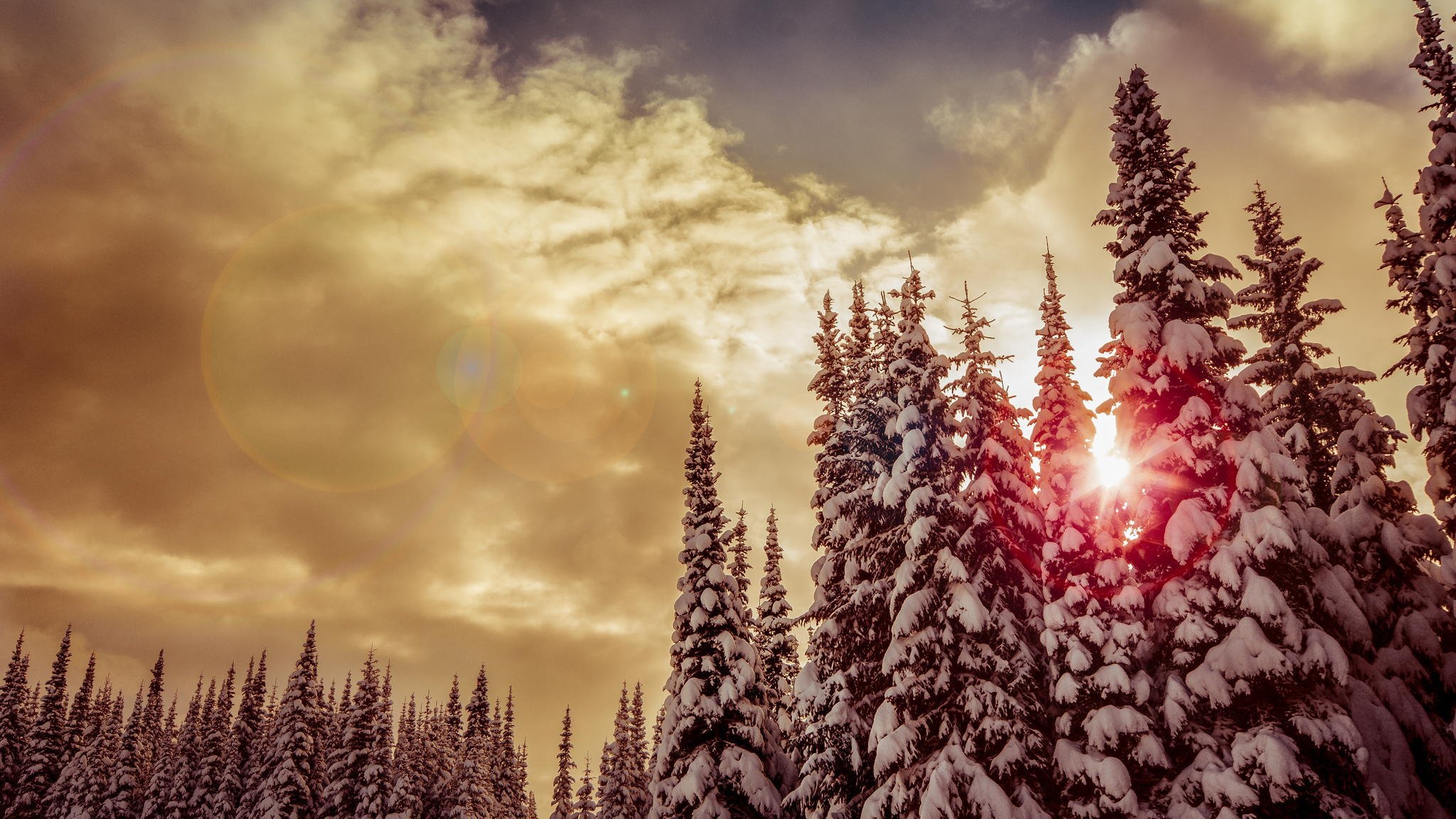 inverno neve foresta alberi di natale alberi sole tramonto rosso nuvole