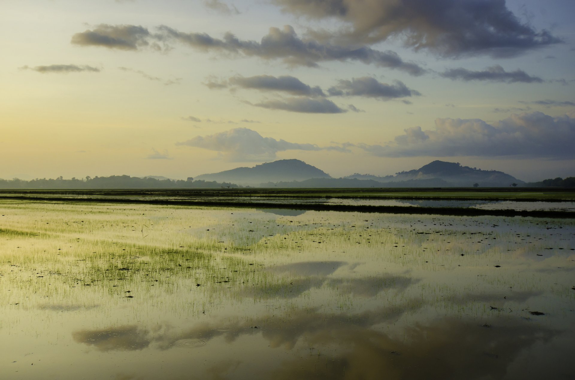 colinas campos arrozales mañana amanecer color