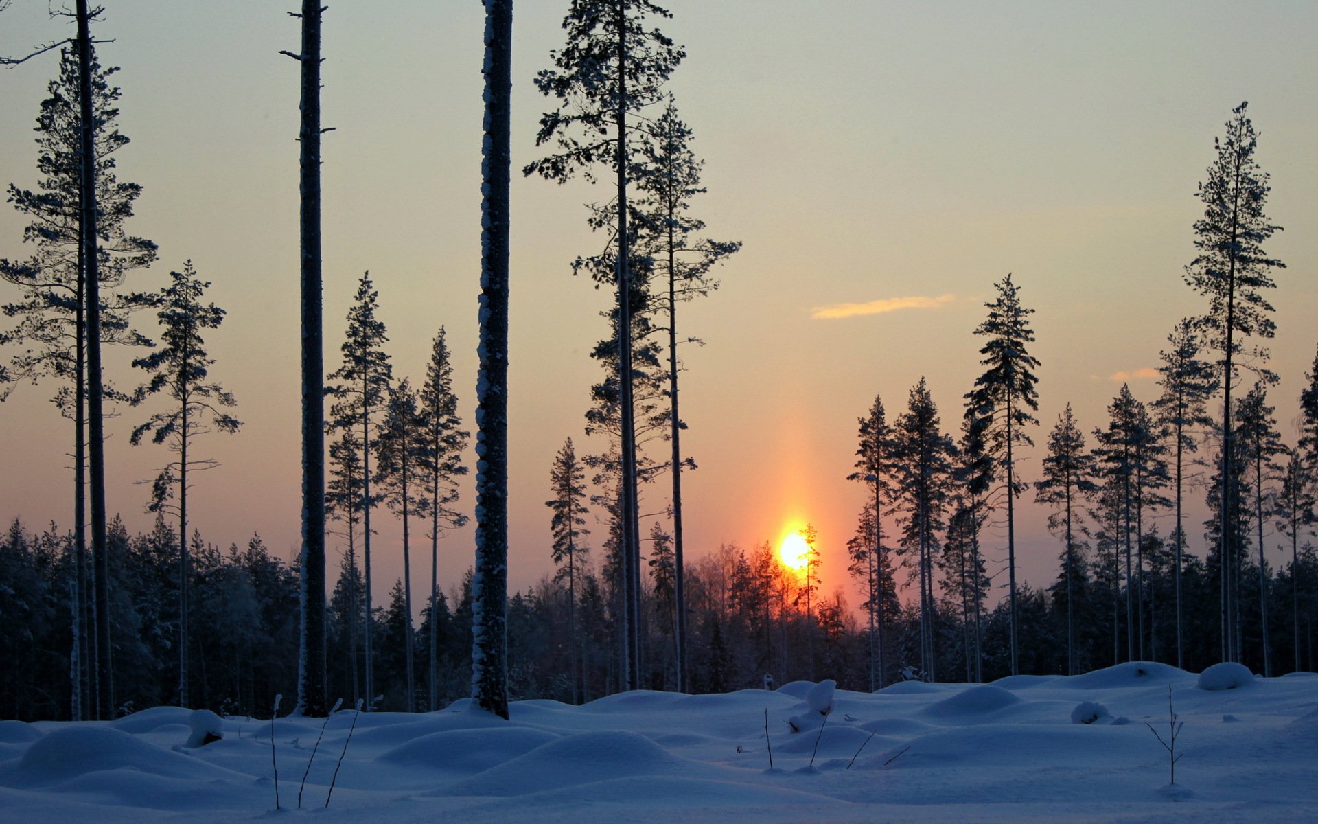 hiver neige forêt arbres soir coucher de soleil