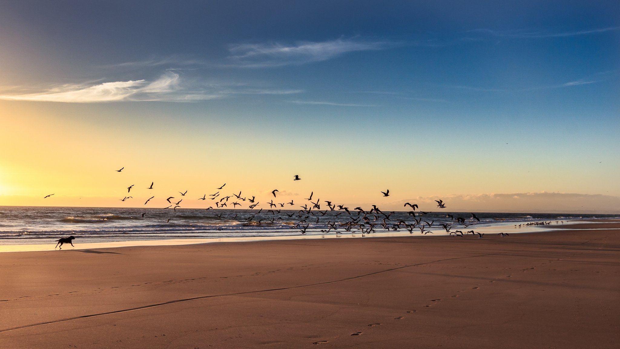 mer plage oiseaux chien