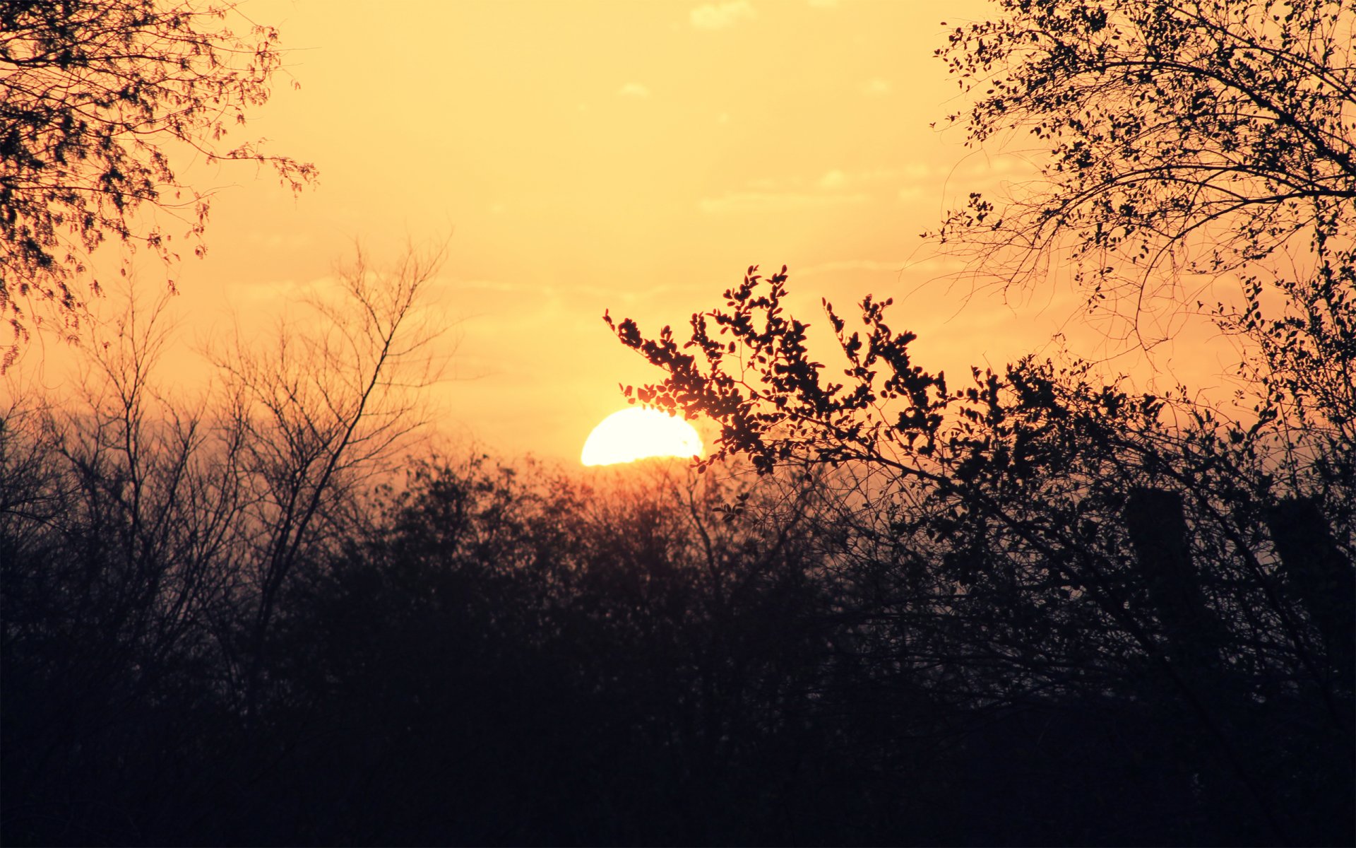 soleil ciel coucher de soleil arbres branches