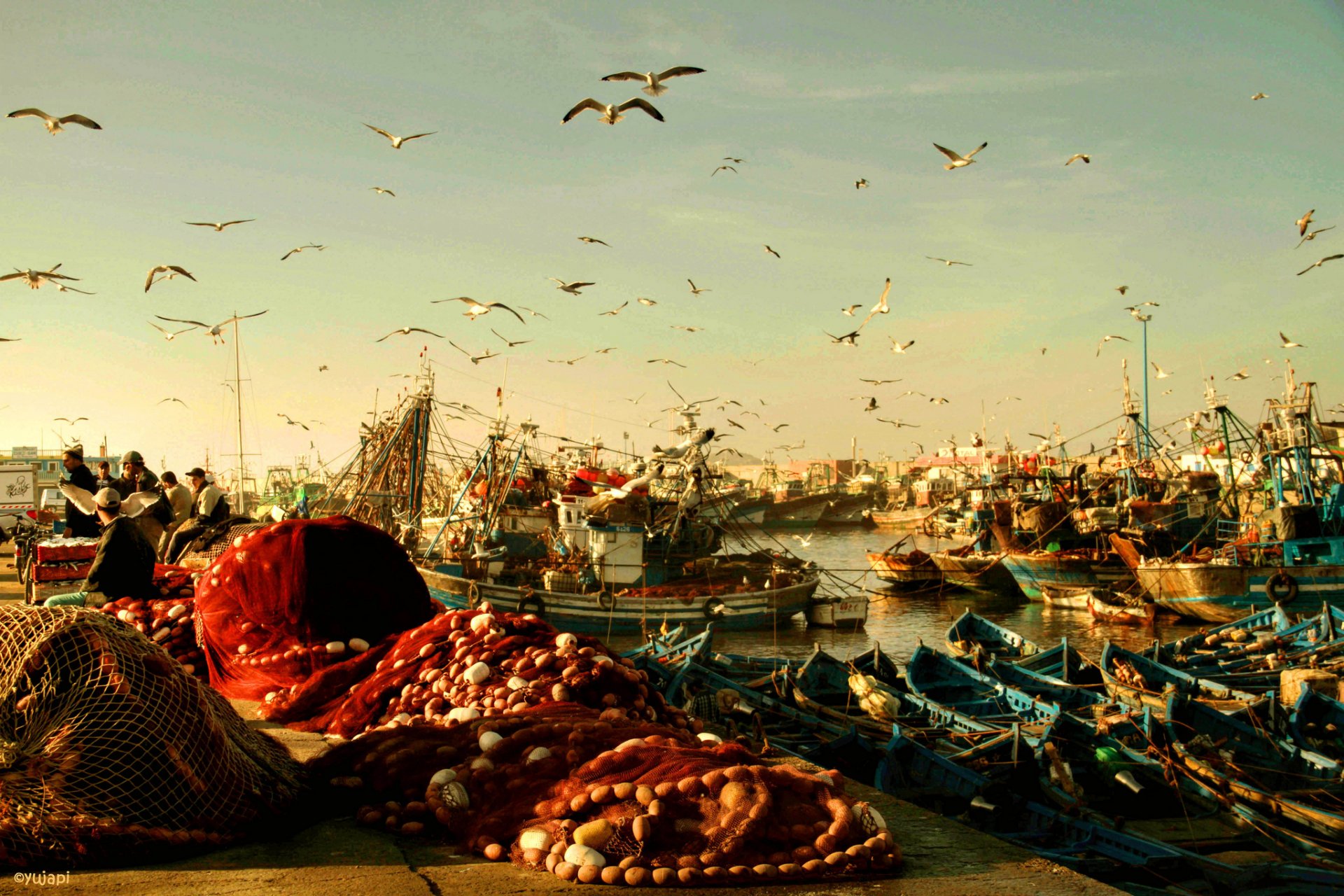 marokko essaouira hafen boote angeln netze fischer vögel möwen morgen