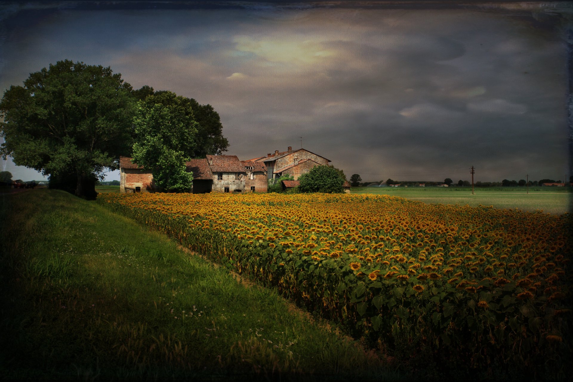 paysage style tournesols maison