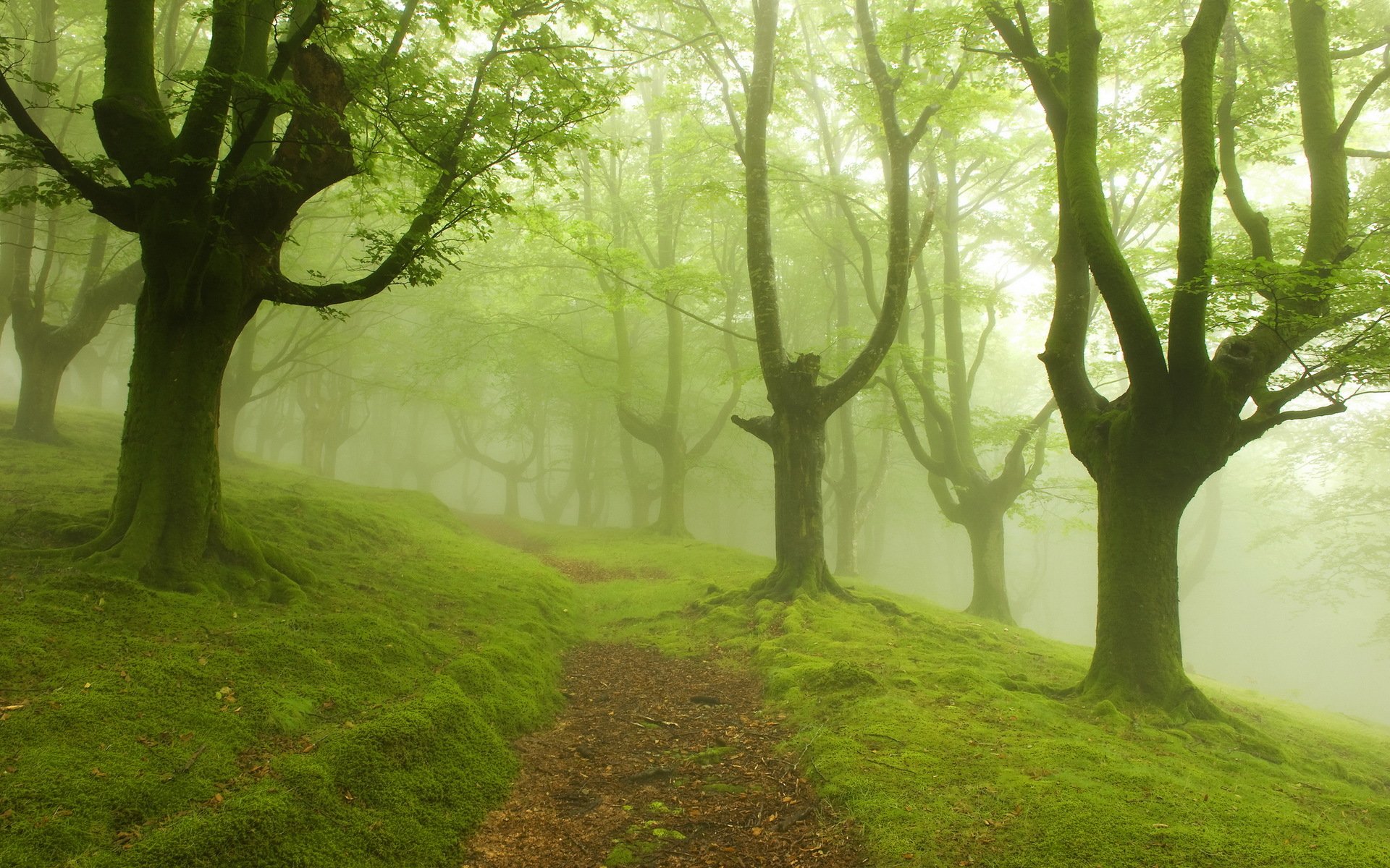 arbres brouillard route paysage