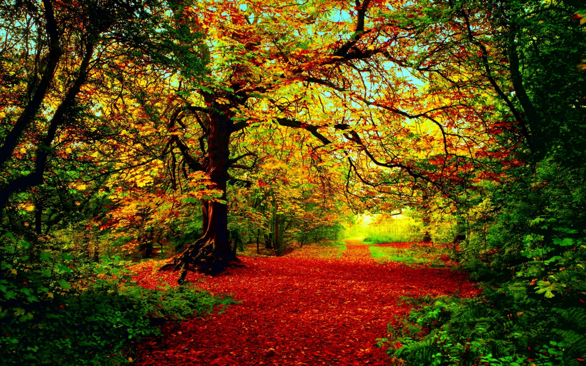 autunno foresta alberi fogliame rosso-giallo-verde sole luce