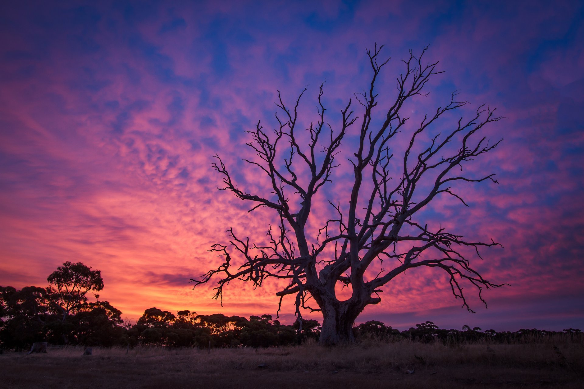 arbre vieux coucher de soleil crépuscule aube