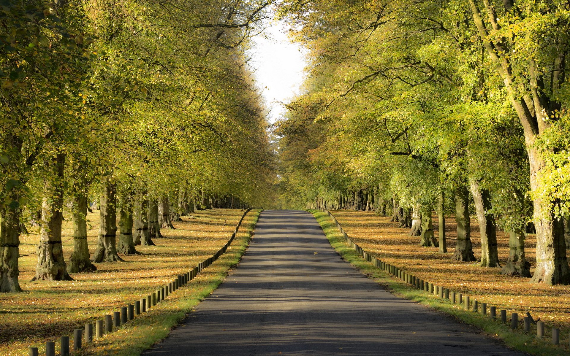 rue arbres paysage