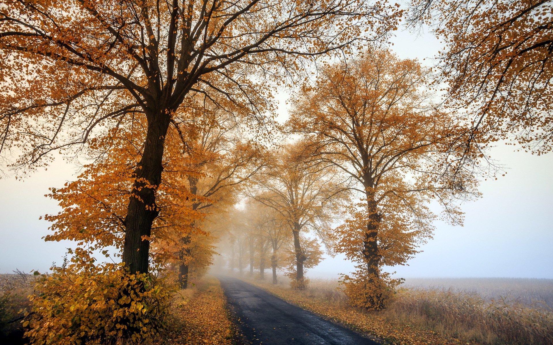 herbst neblig am morgen