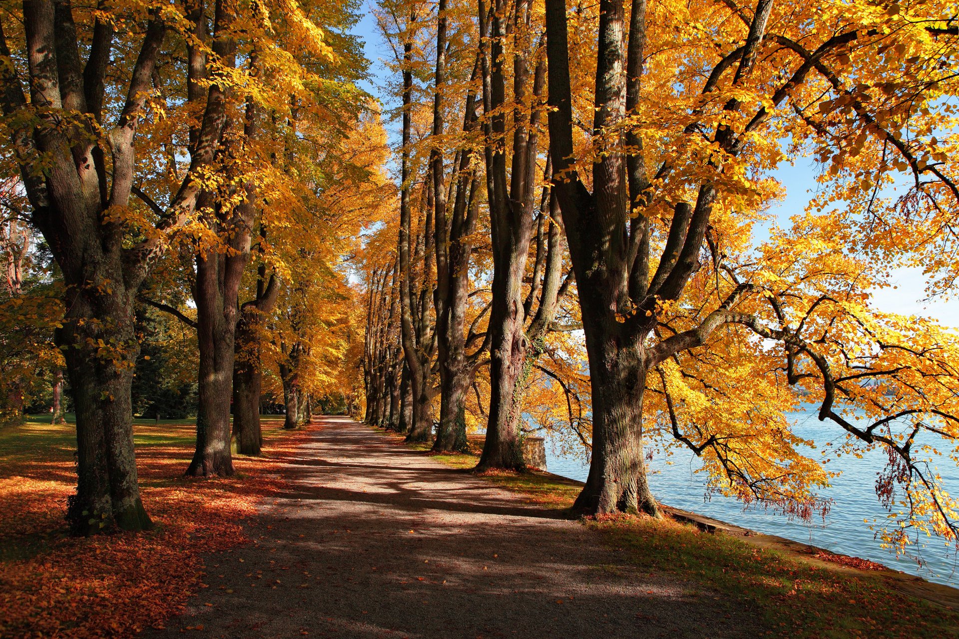 lago otoño hojas parque