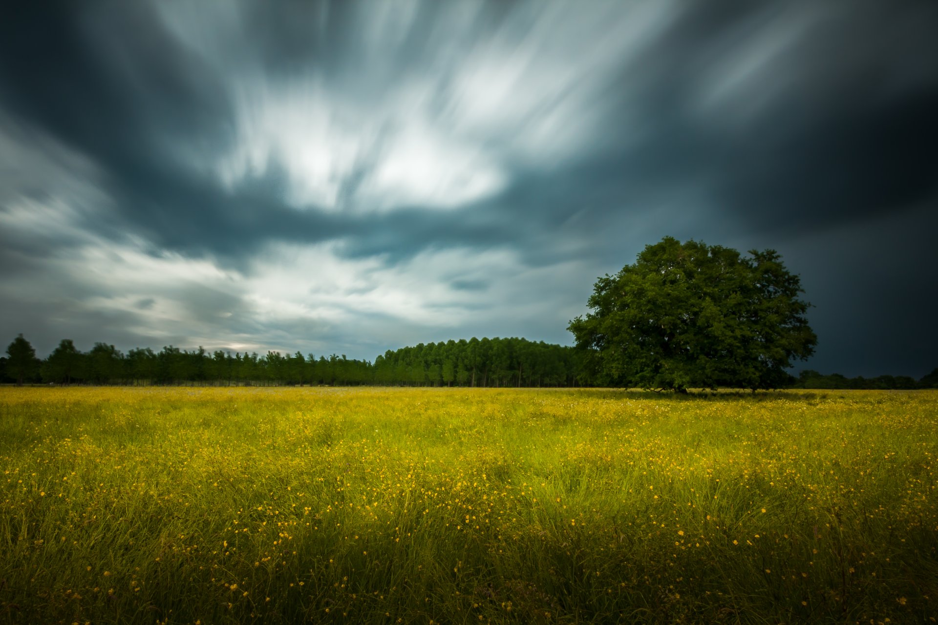 campo de flores árbol bosque nubes tormenta