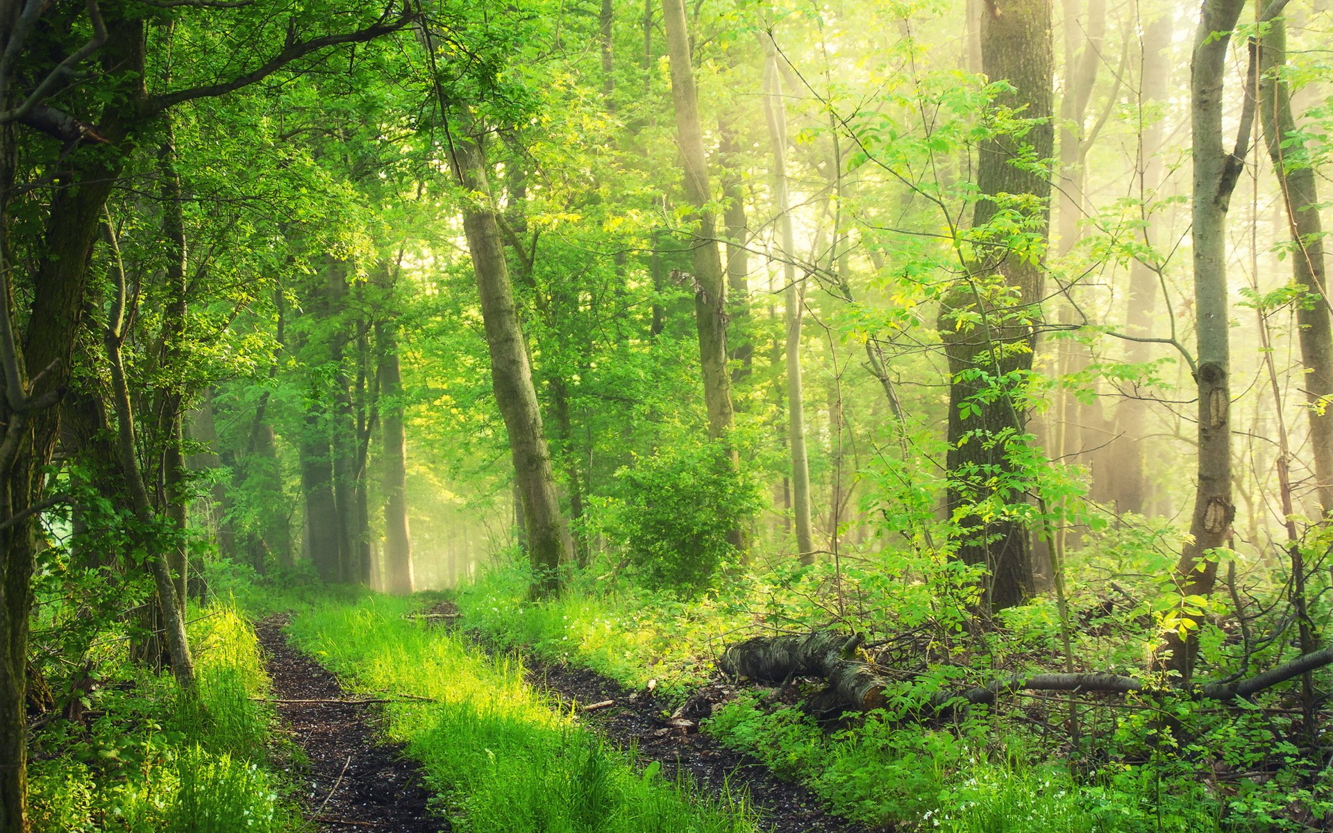 foresta natura strada paesaggio