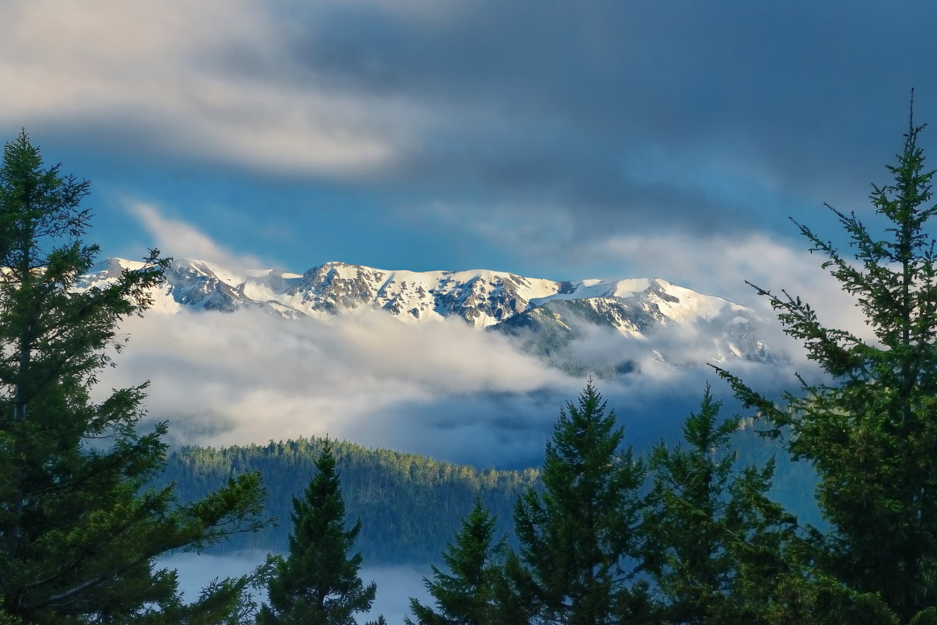 hurricane ridge montagne olimpiche parco nazionale olimpico washington olympic ridge parco nazionale olimpico stato di washington nuvole abeti rossi montagne