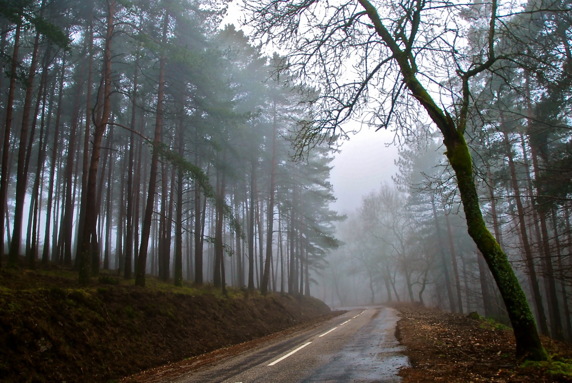 herbst straße wald nebel