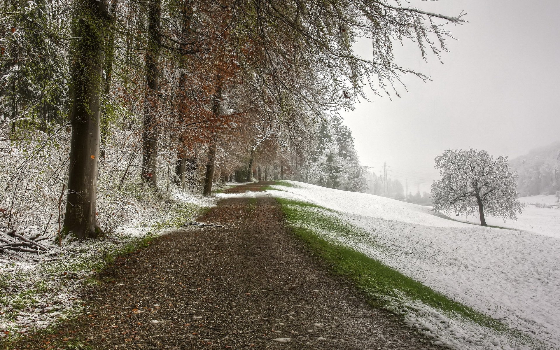 Дорога без снега. Ранняя зима. Первый снег в лесу. Поздняя зима. Весенняя дорога в лесу.