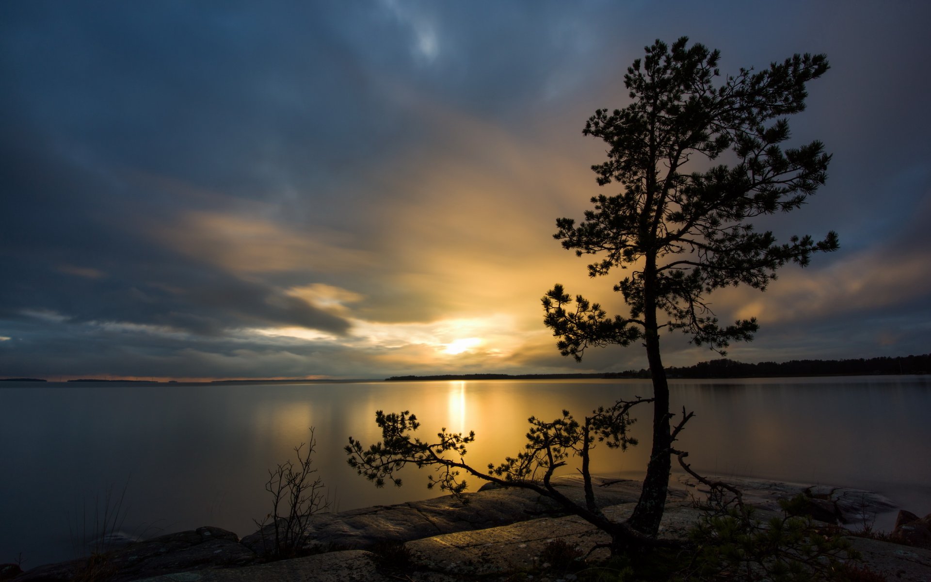 lac arbre nuit paysage