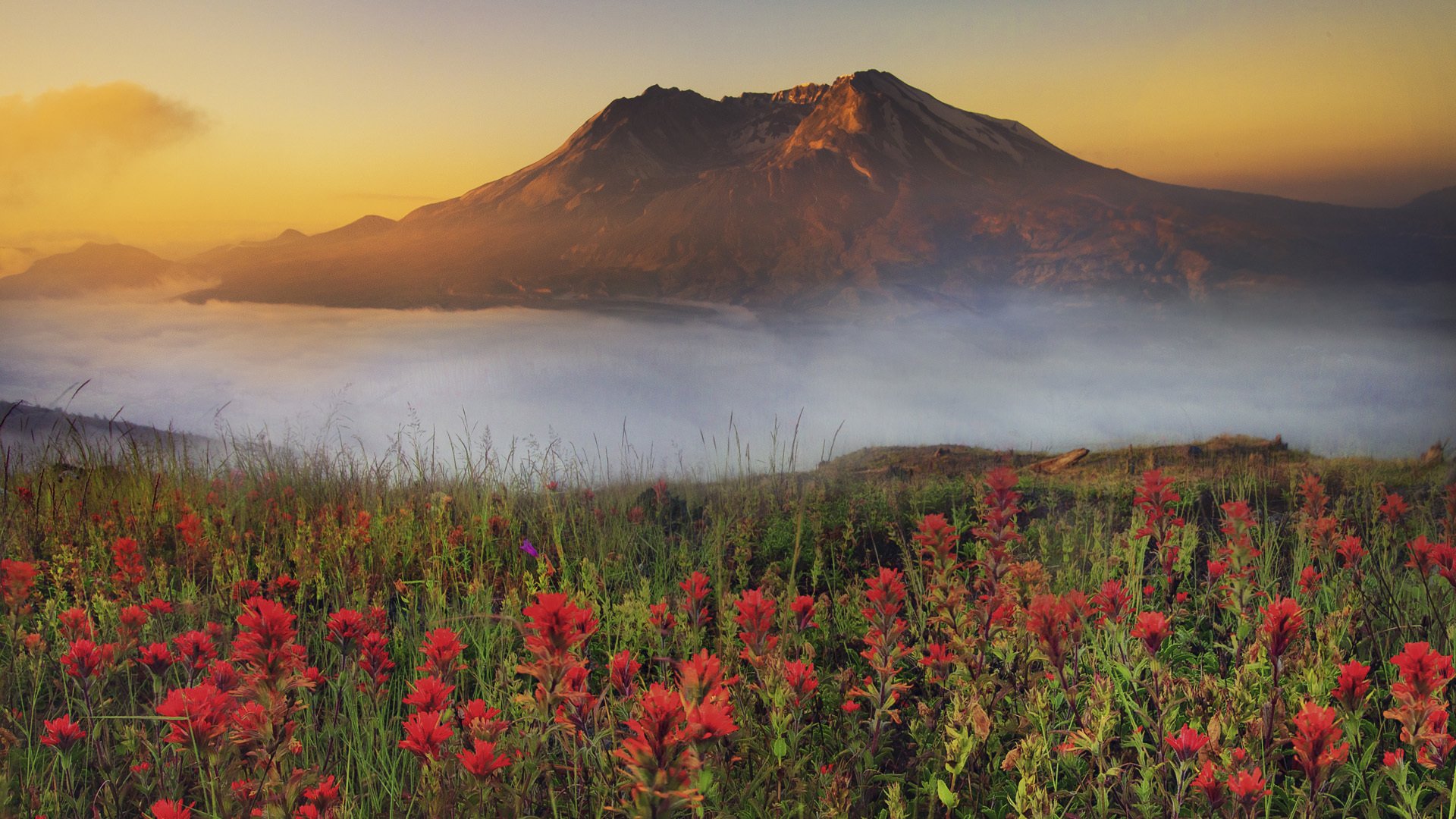 blumen berg sonnenuntergang nebel dunst