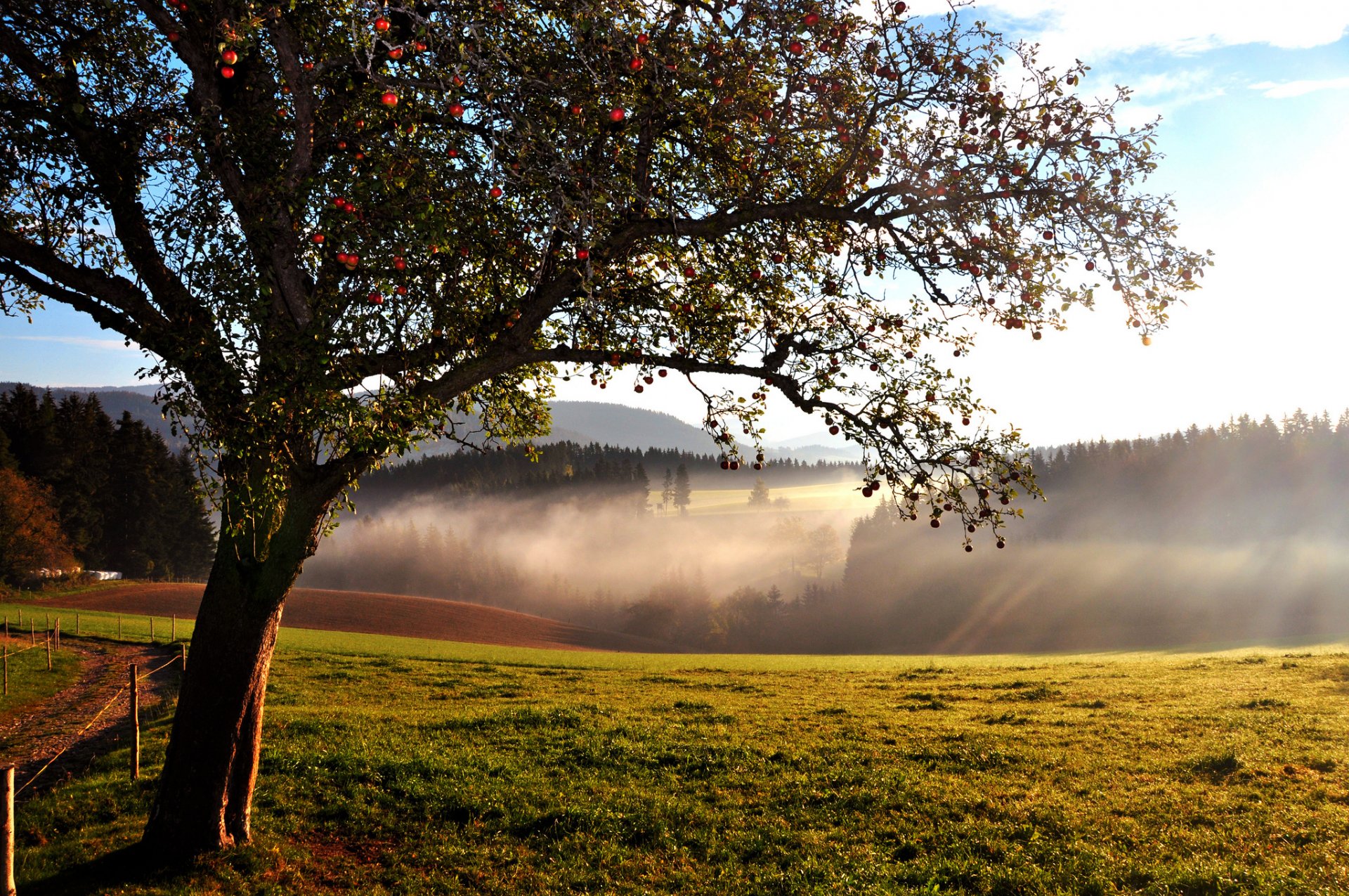 hügel wald baum apfelbaum ende des sommers