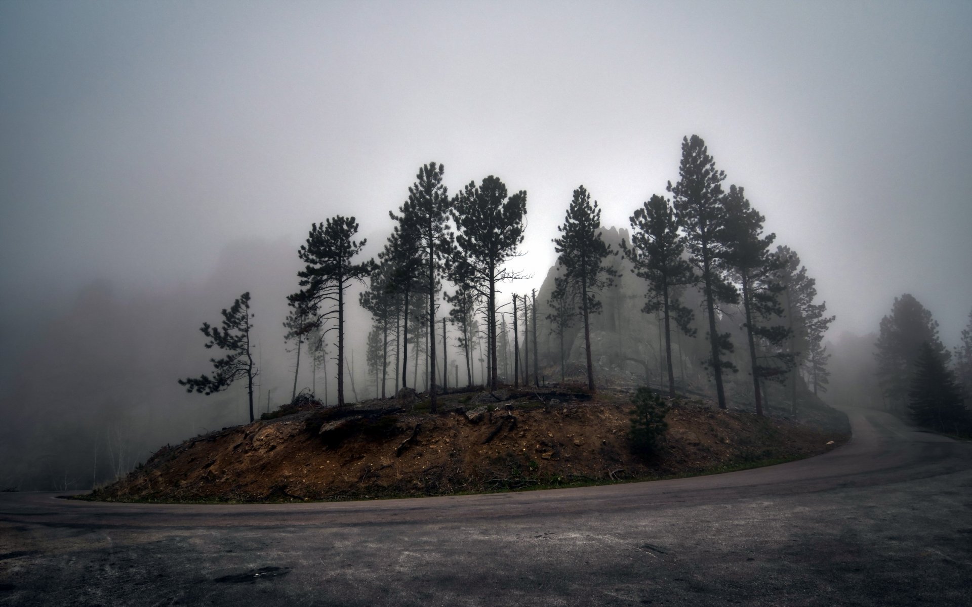 route arbres brouillard paysage