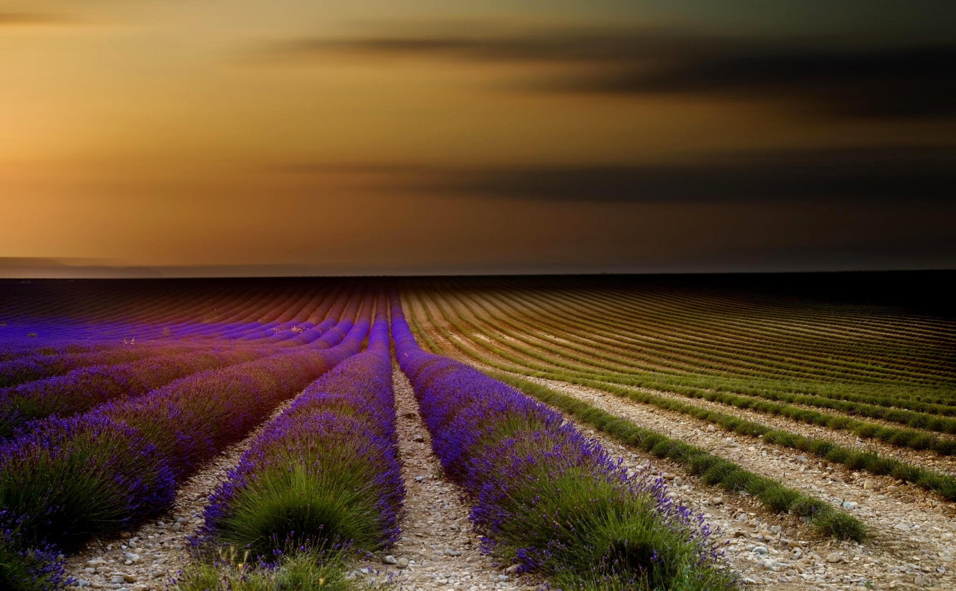 francja prowansja lawenda pole kwiaty zachód słońca niebo natura