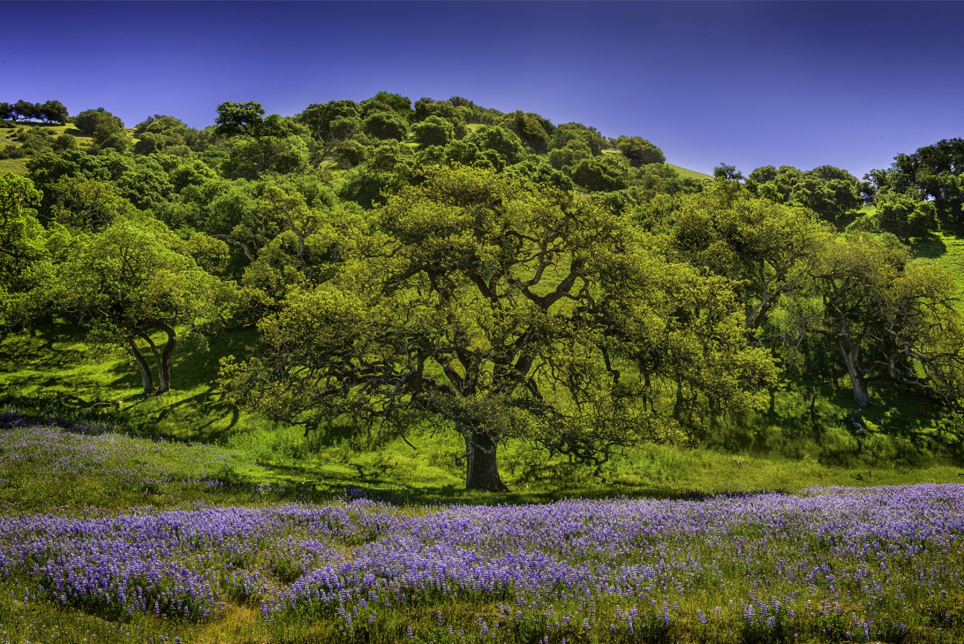 tree meadow flower lupine