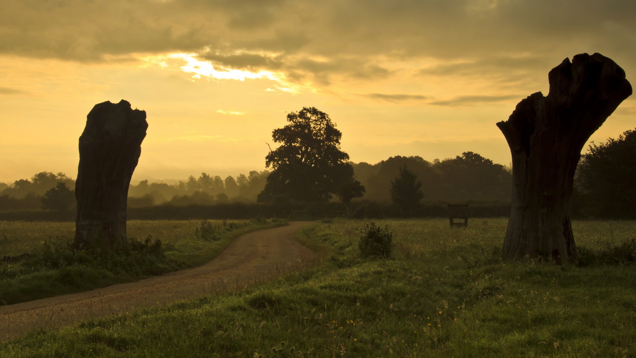 the field tree road sunset landscape