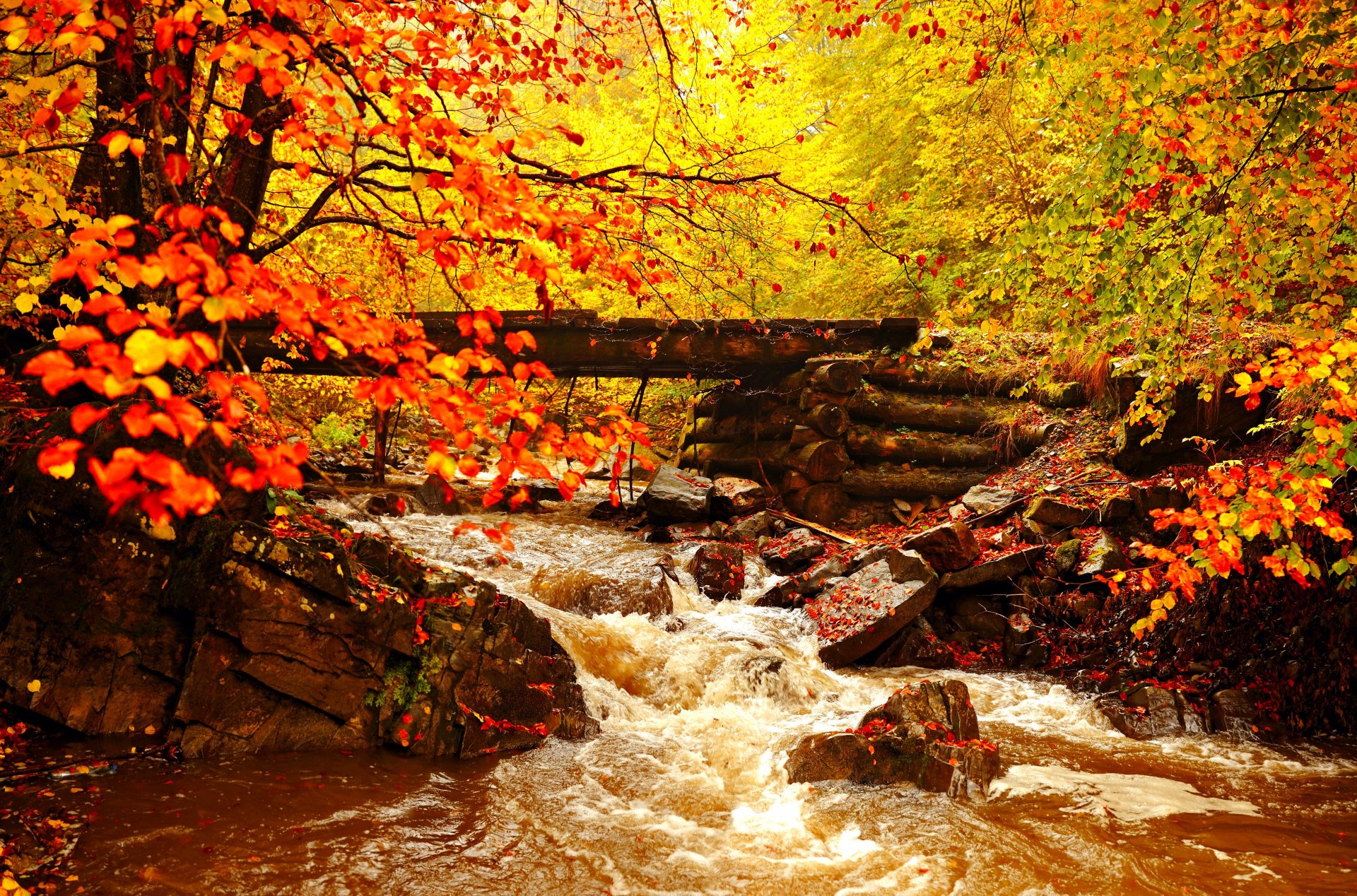 landschaft herbst golden blätter bäume fluss brücke wald