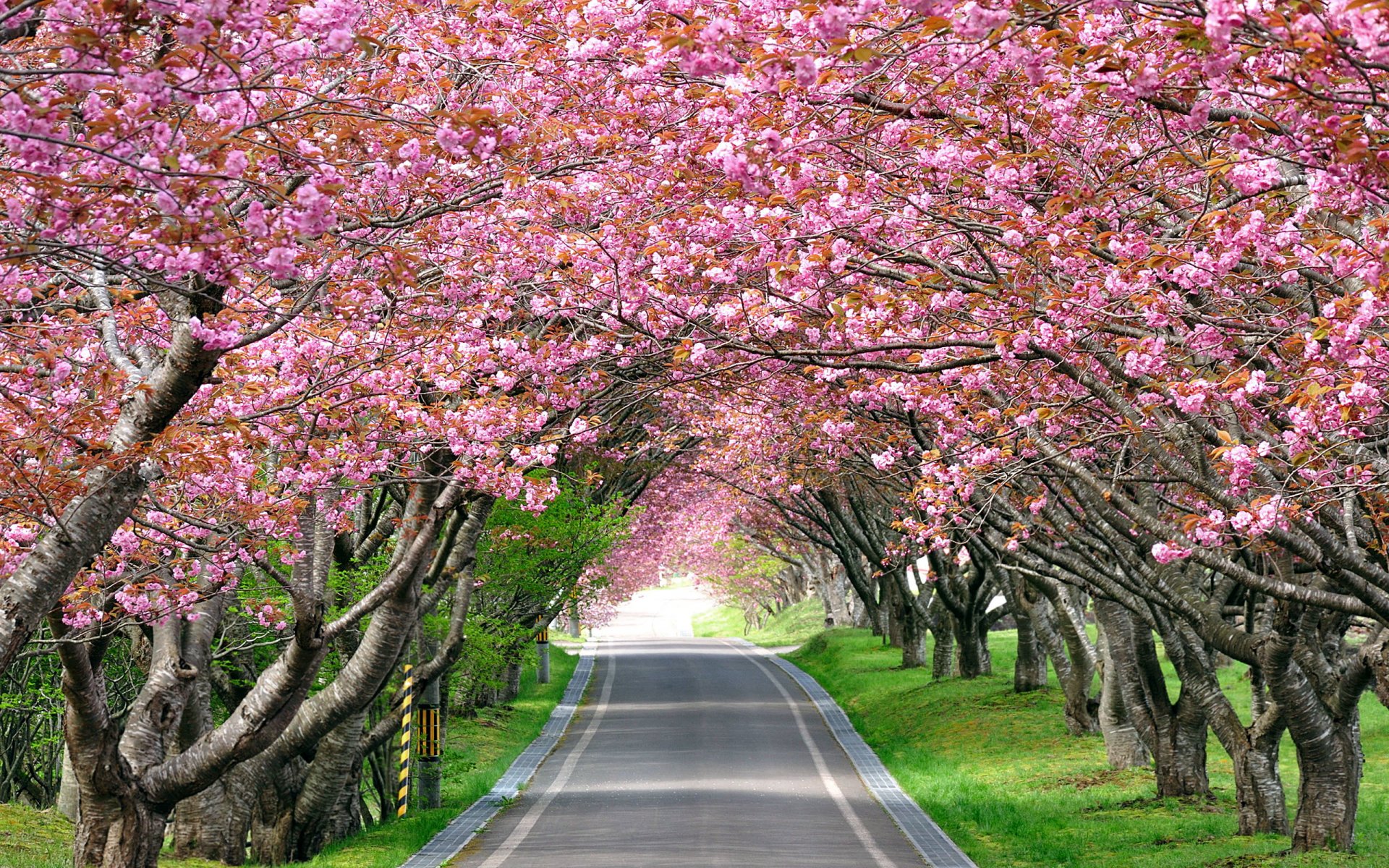 landschaft straße gehweg gasse blühend sakura kirsche bild hat tonisierend wirkung lindert müdigkeit tapete