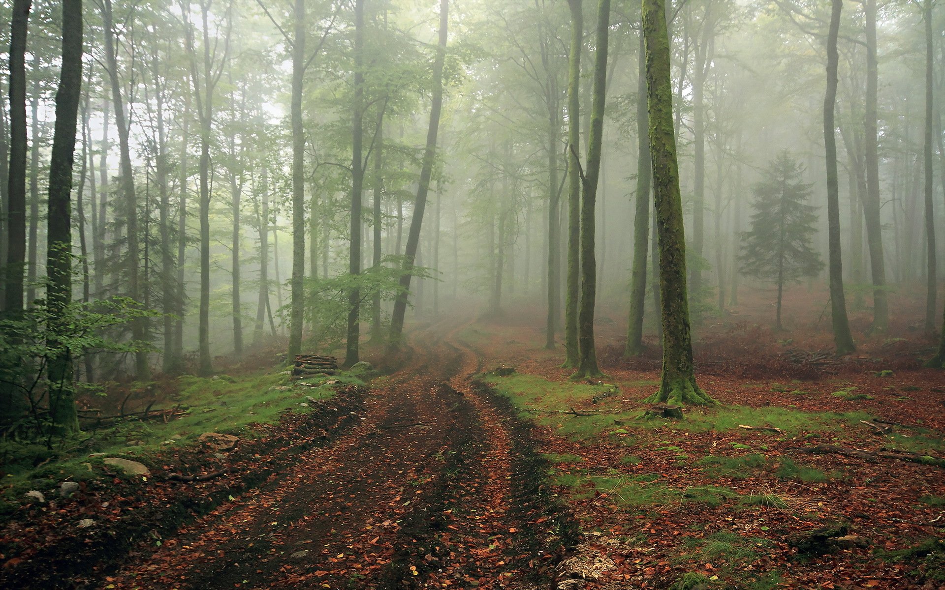 foresta nebbia strada paesaggio