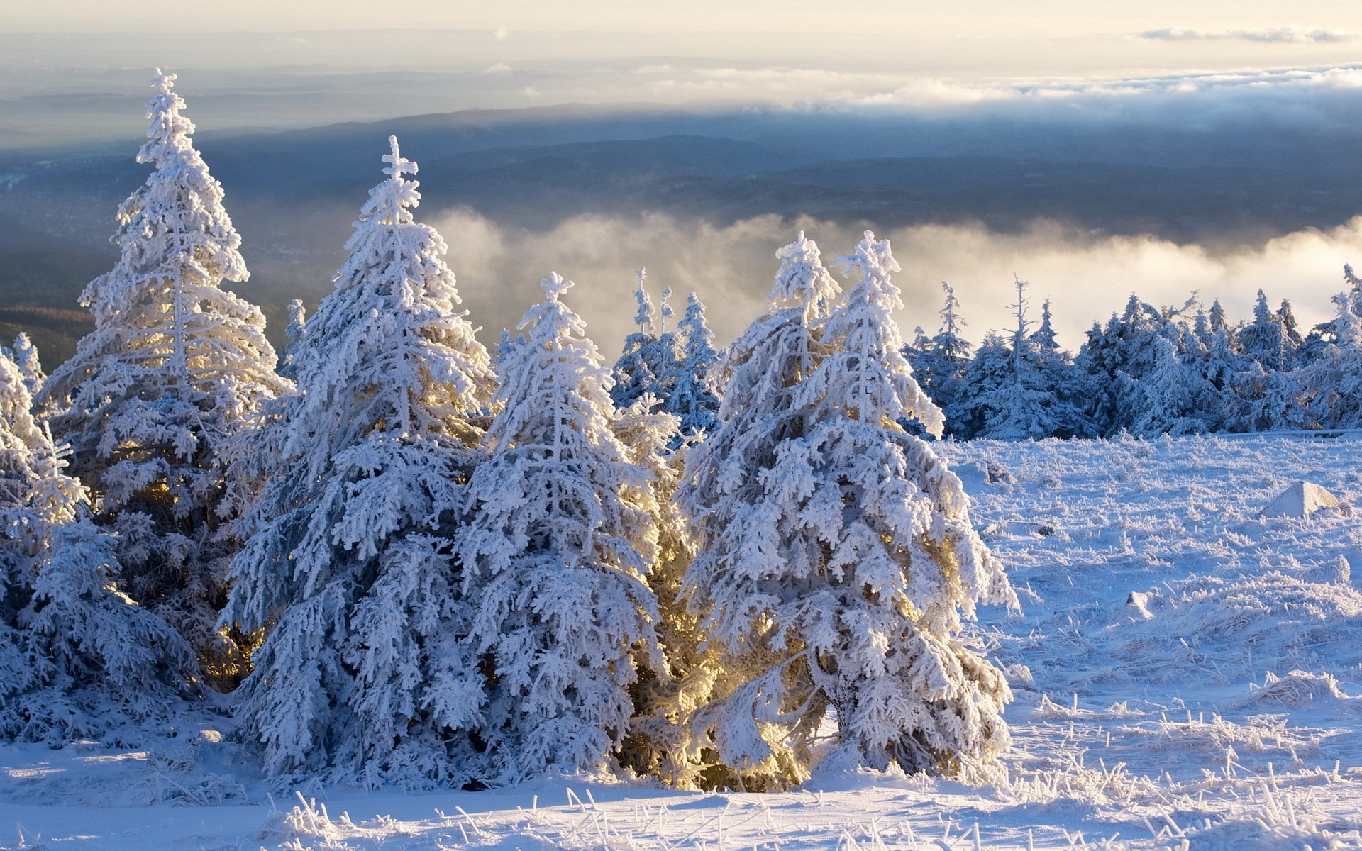 brocken schnee tanne winter wolken morgen