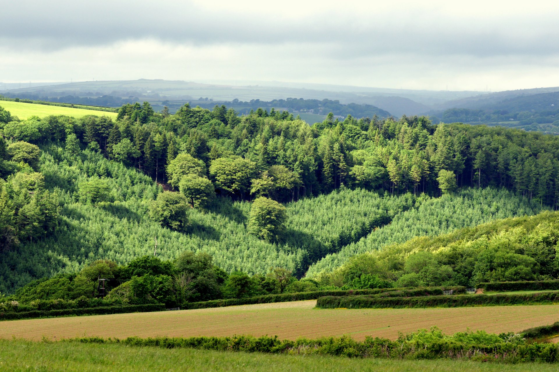 feld gras hügel wald bäume himmel horizont