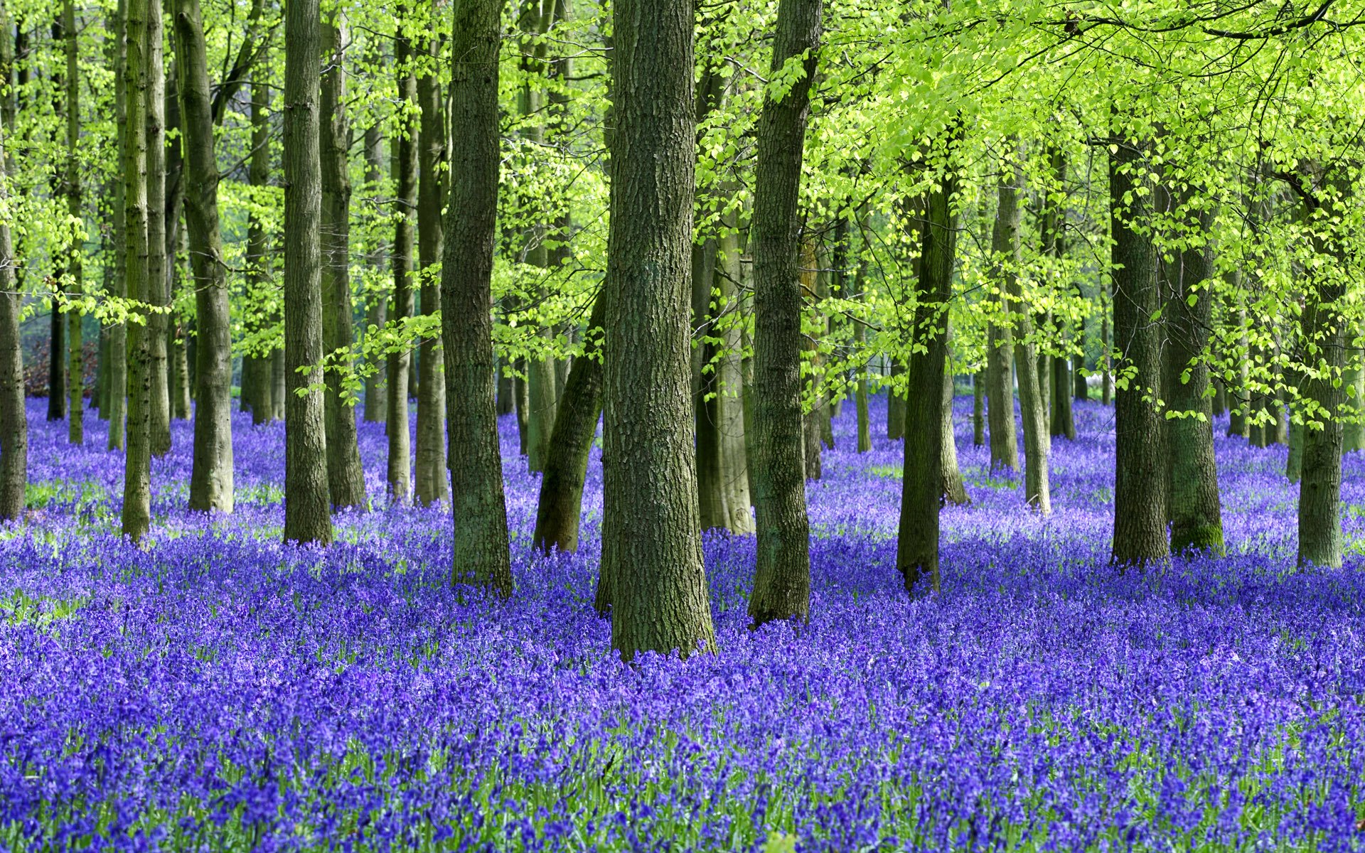 foresta estate alberi tronchi fiori