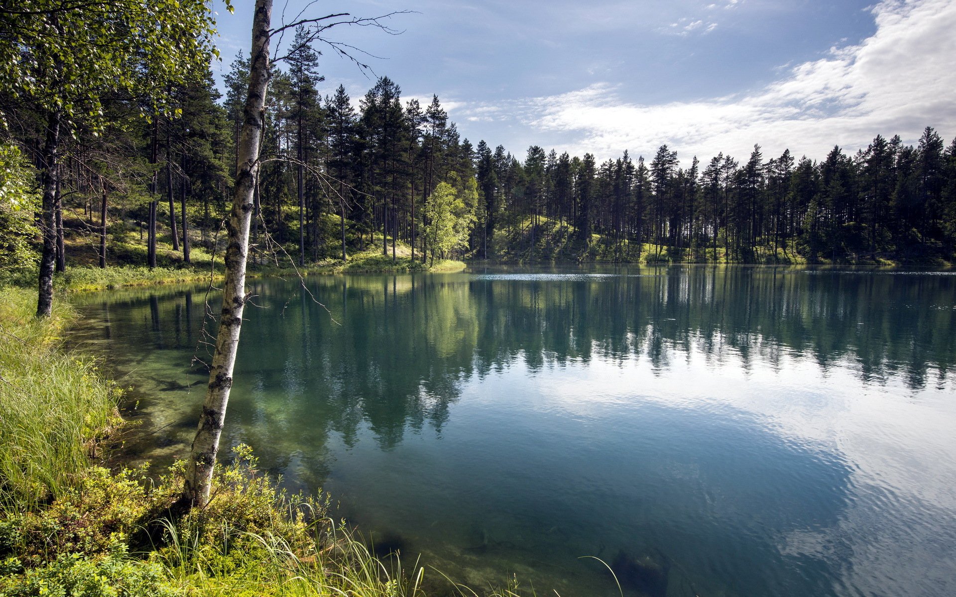 bosque lago verano paisaje