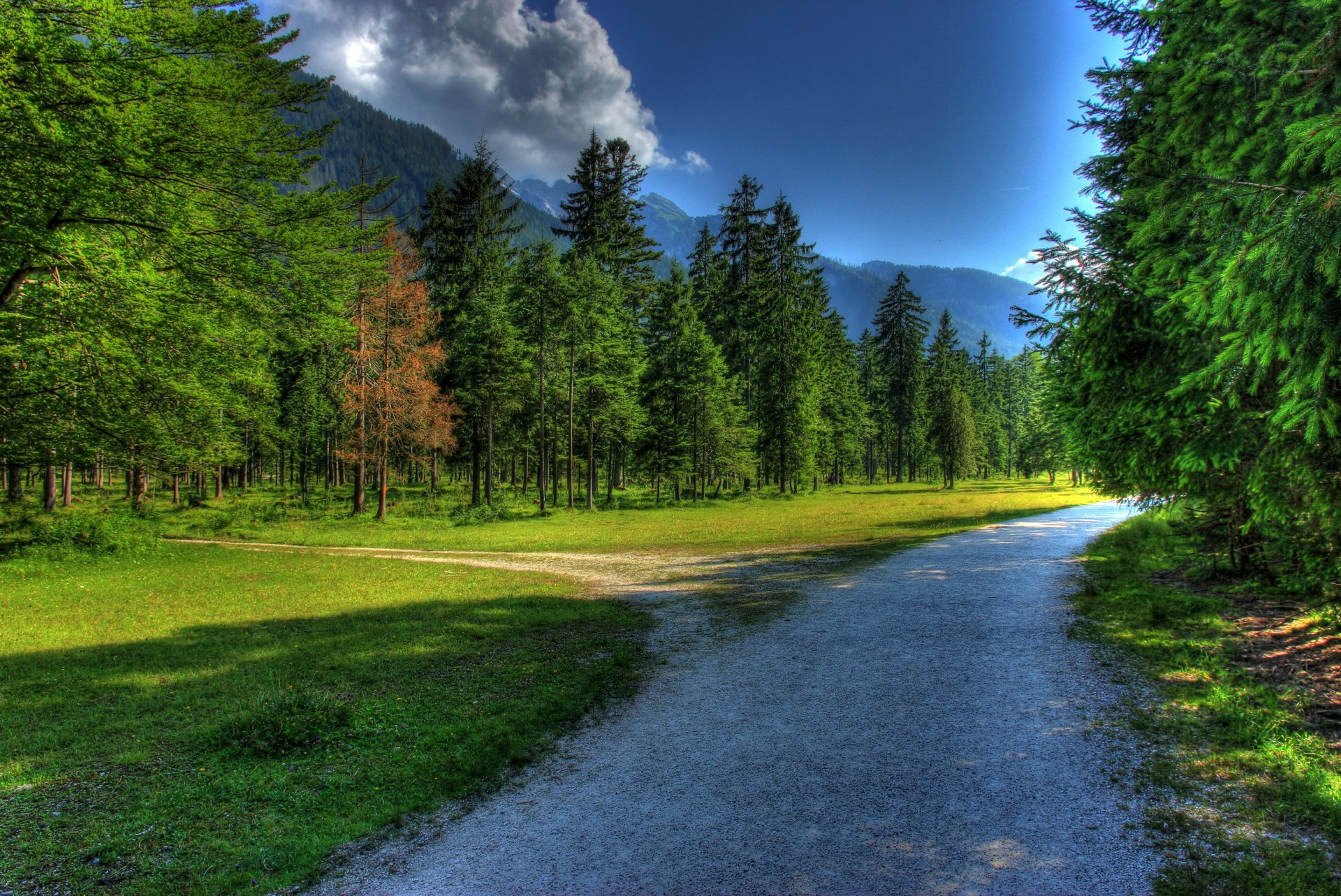 road forest grass nature sky cloud